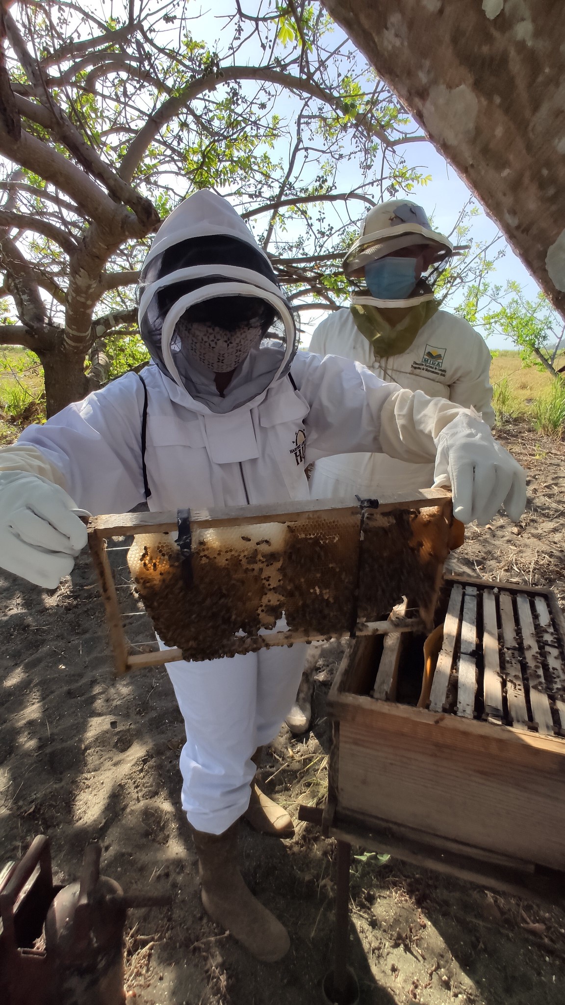 Un trabajador manipula un panal de abejas durante cultivo de miel