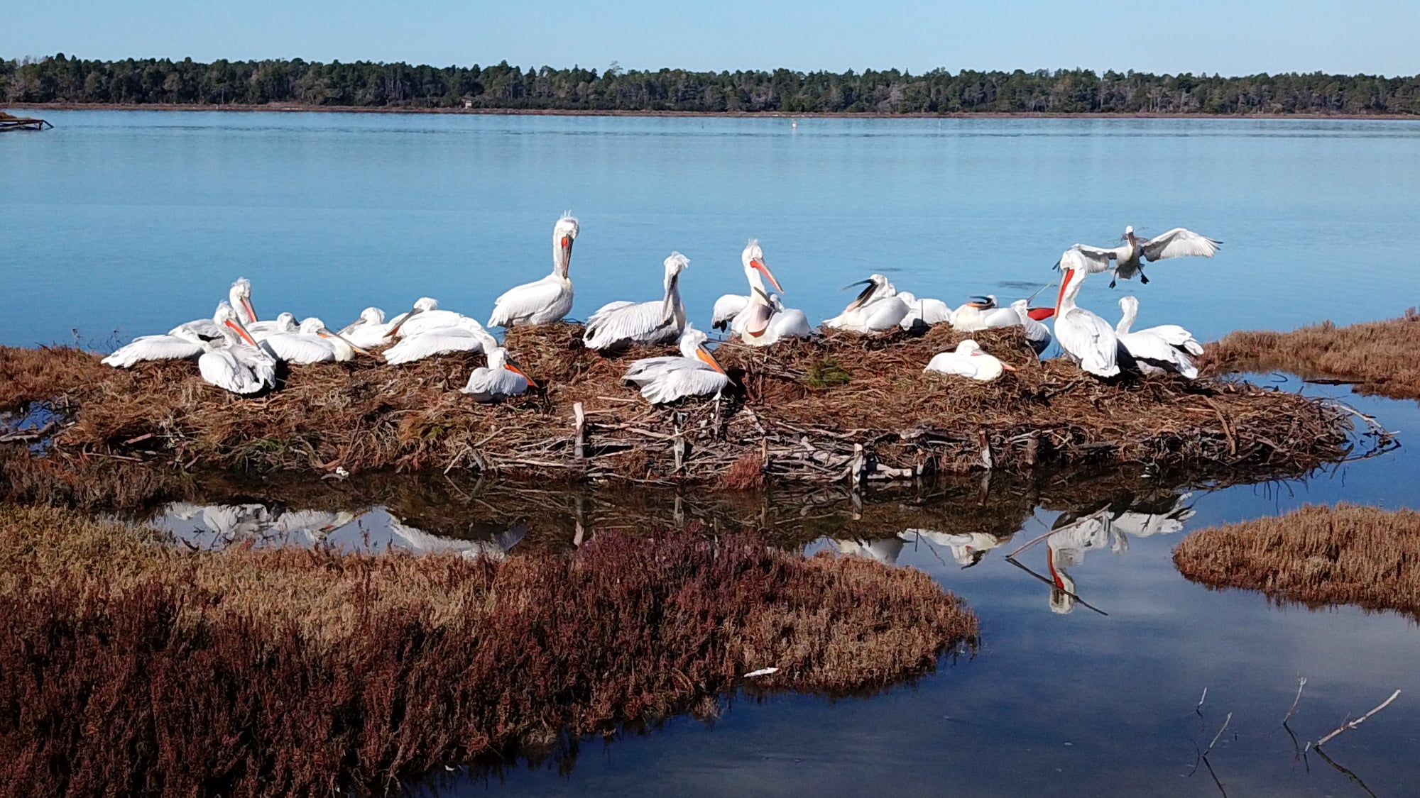 Pelicani island at Divjaka Karavasta National Park