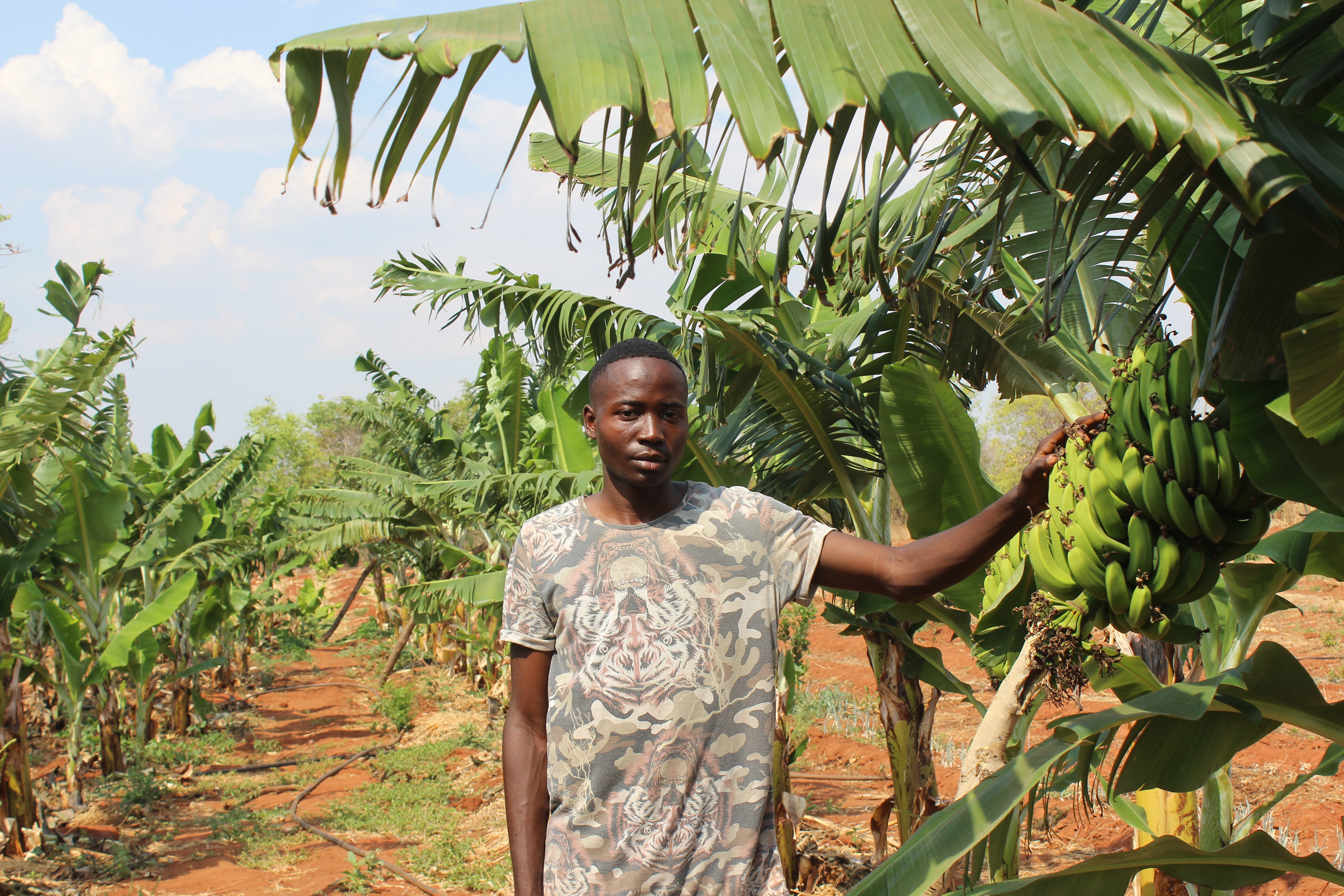Panner Phiri, a member of the Kalichero Community Action Group  and beneficiary of the SGP Operation Phase 7 in Eastern Province, on a banana farm