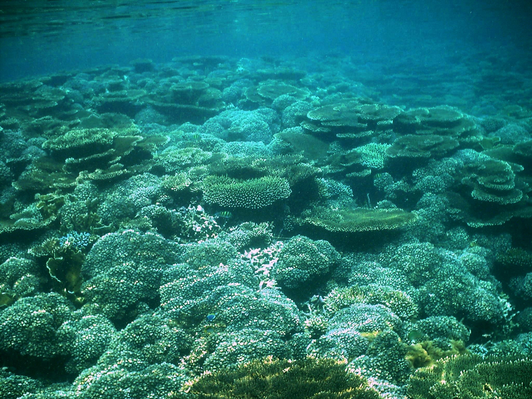 Sea bed with corals 