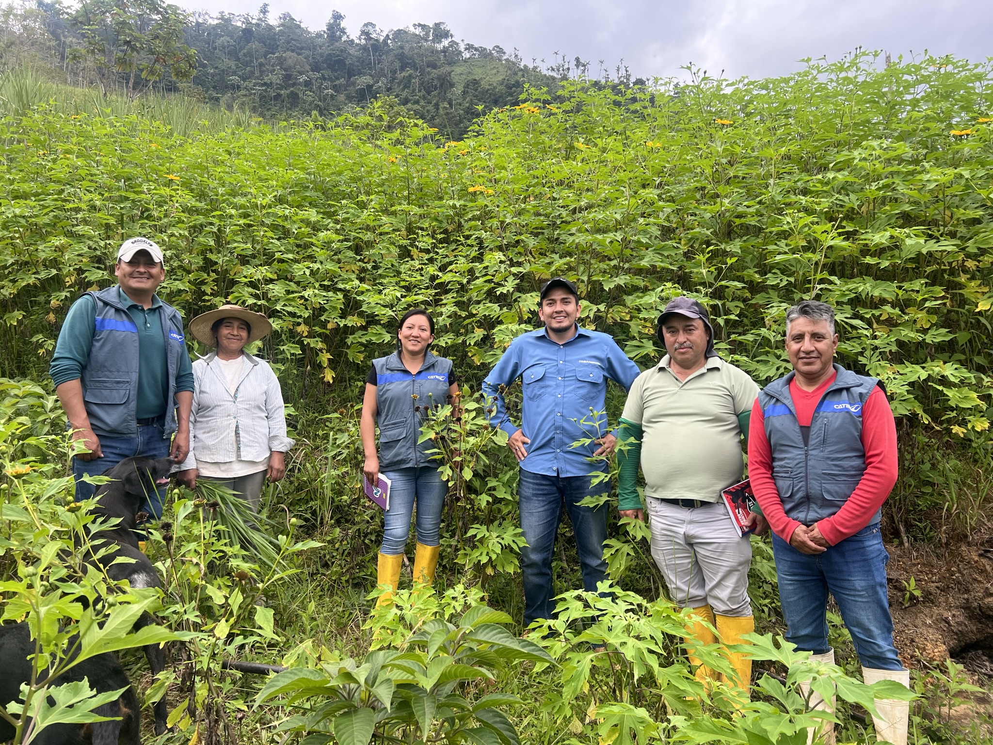 Recorrido en plantación de sistemas agroforestales en provincia de Sucumbíos   