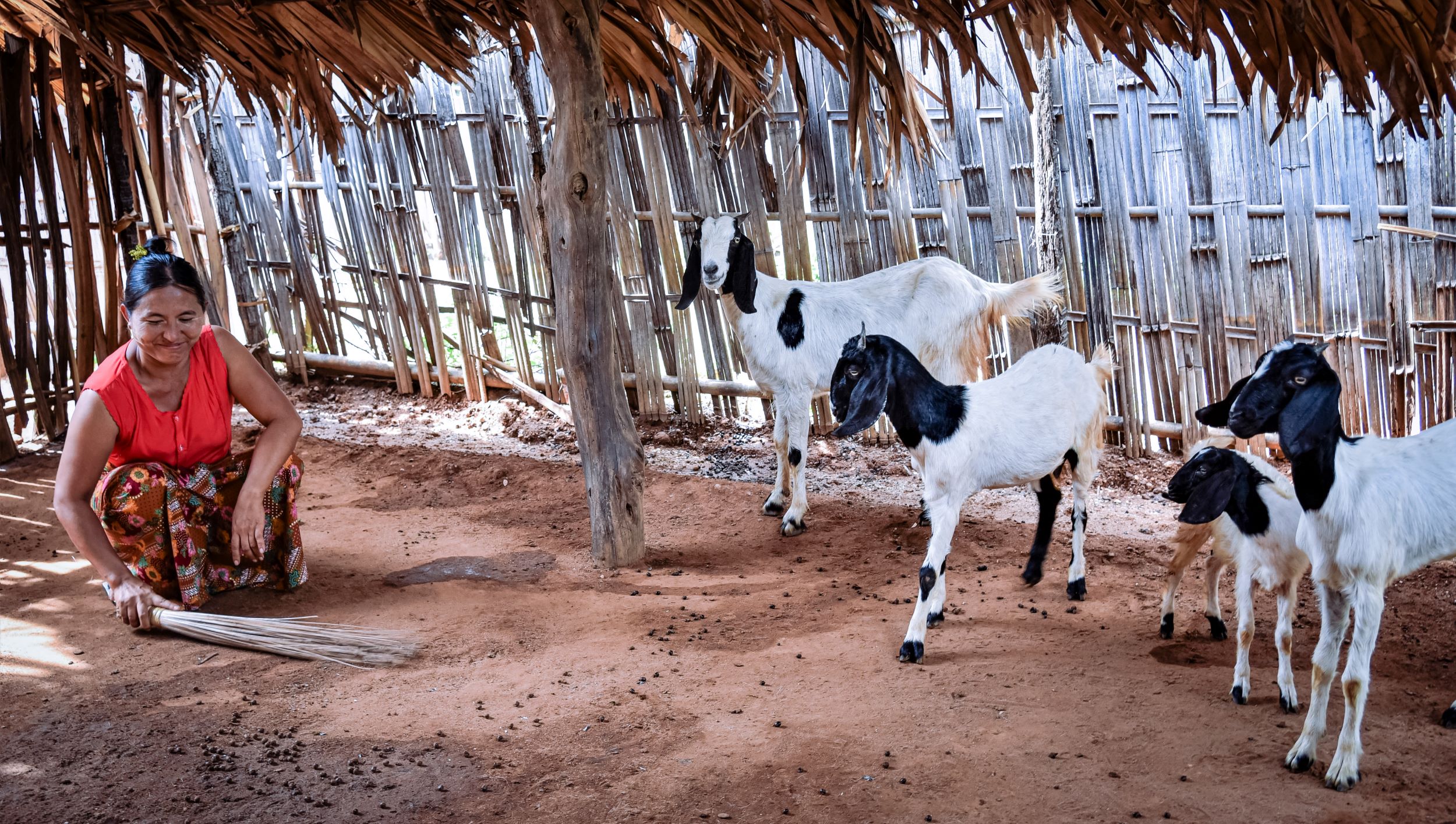 Daw Phyu Khine cleans her goat enclosure