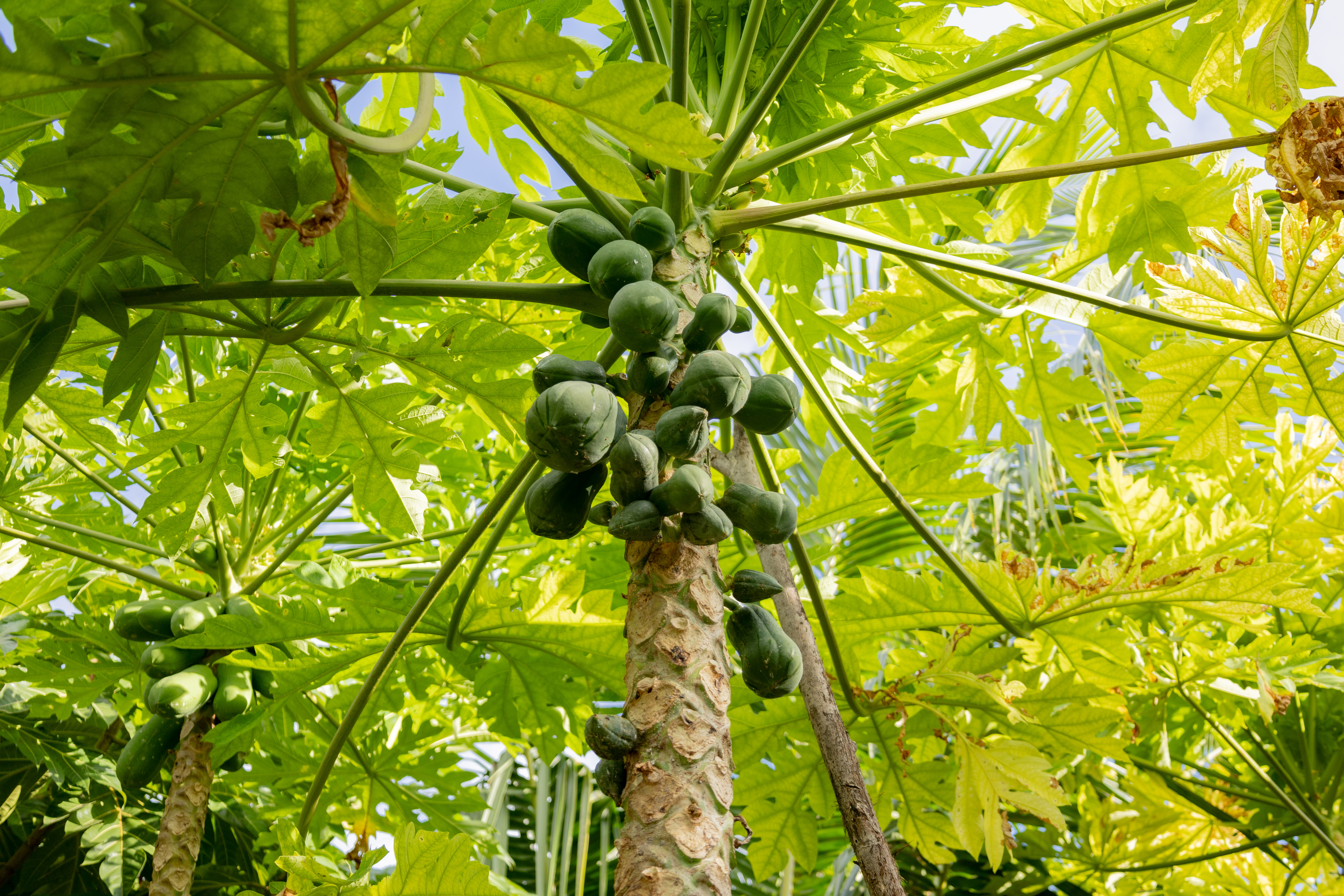 papaya growing on tree