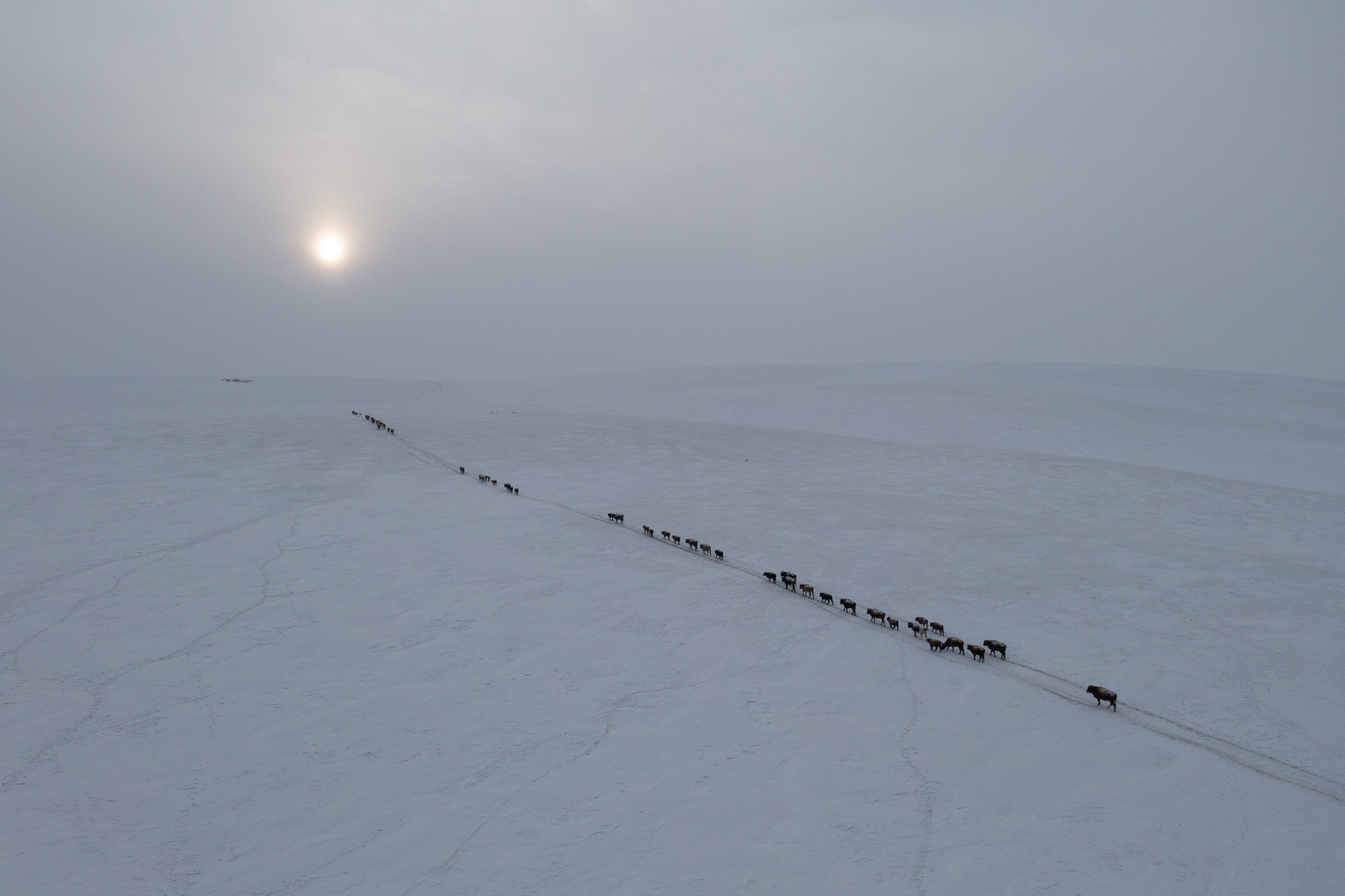 A line of livestock cross a frozen landscape with the setting sun in the distance.