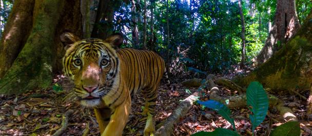 Tiger recorded on DSLR camera trap in northern Malaysia (2023). Photo: © Emmanuel Rondeau_WWF-US