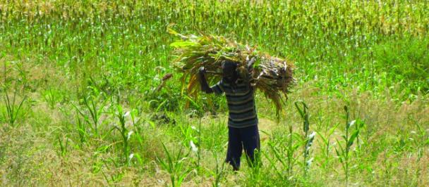 UND-ETHIOPIA-EE-farmer-harvest-2012.jpg