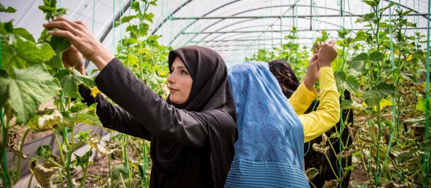 UNDP_AF-Improved Farming and Livelihoods for Women - Herat Greenhouse-52 copy.jpg