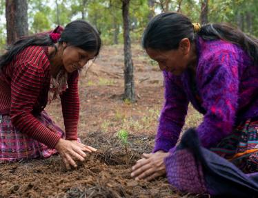 woman planting