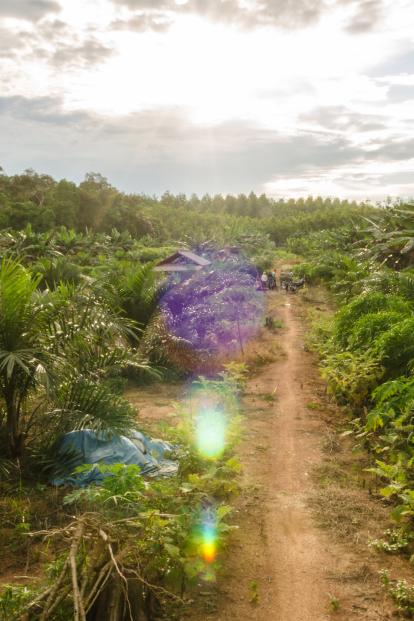 Palm plantation landscape in Indonesia