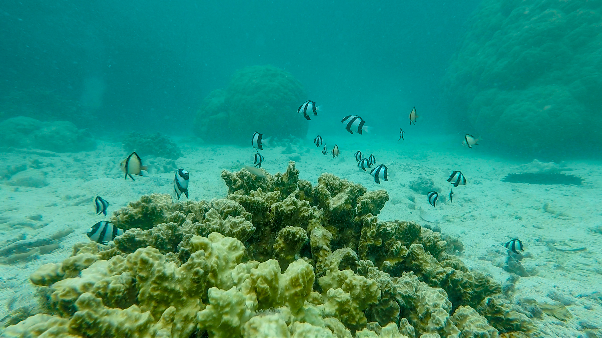 UNDP Micronesia Coral Reef