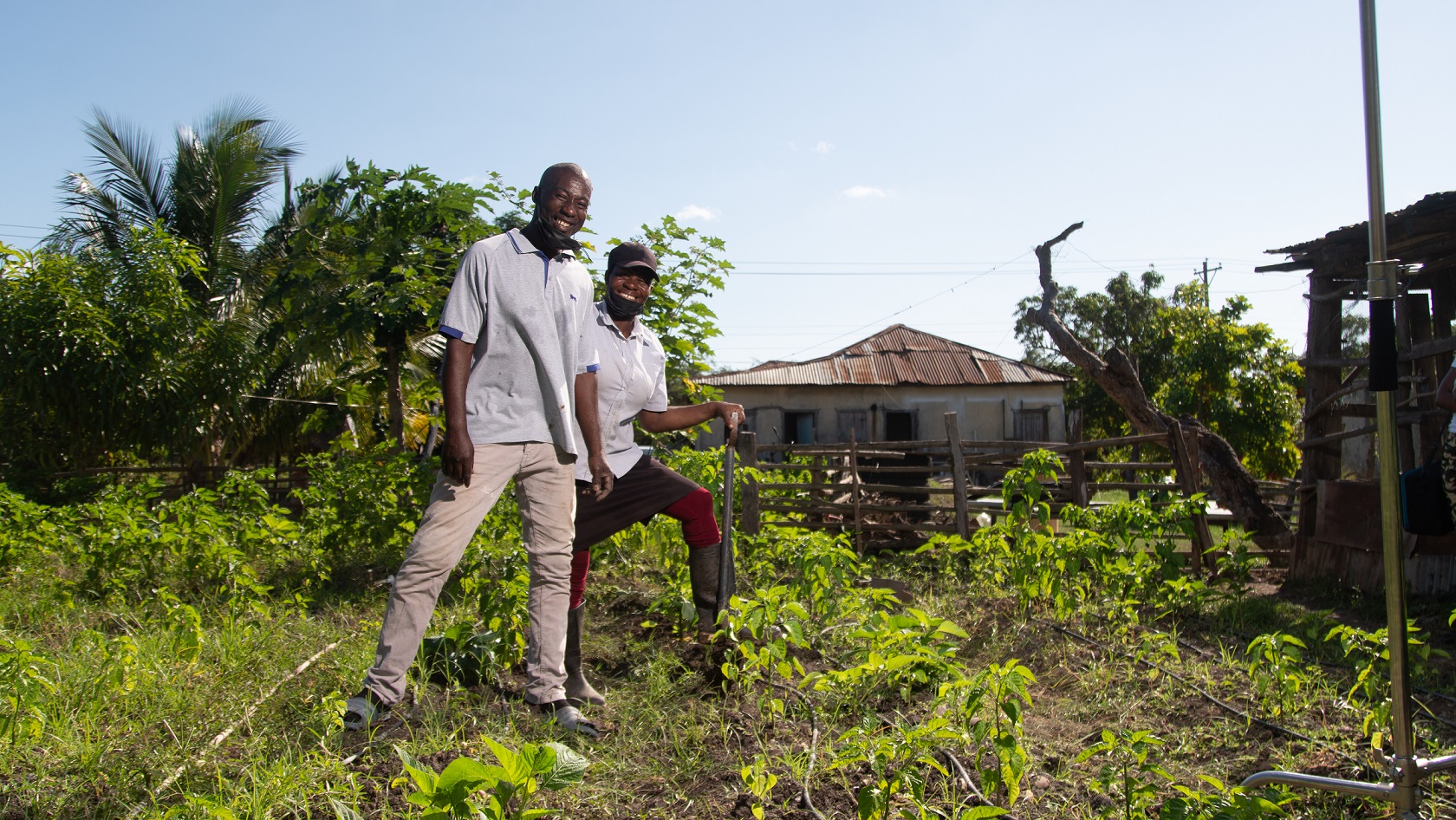 Husband and wife backyard farmers grow food during COVID