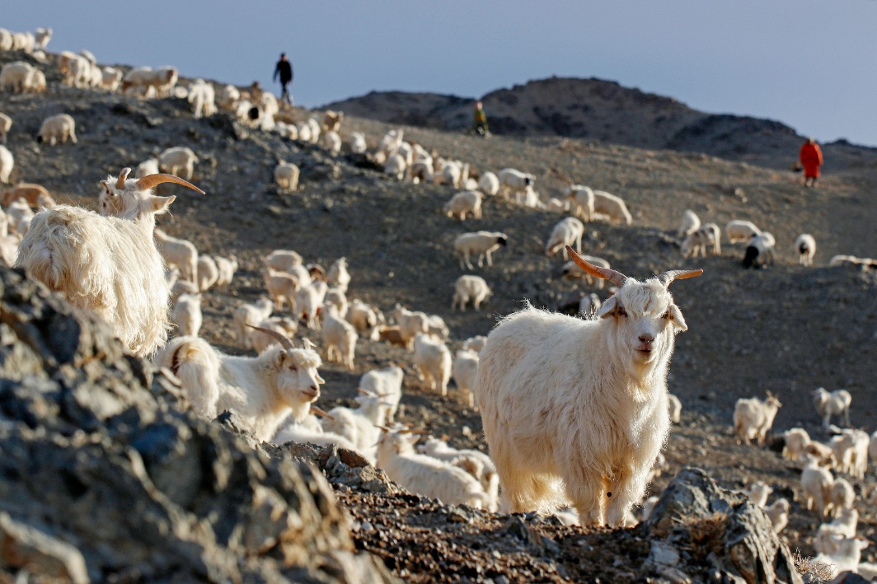 Raising cashmere goats in Mongolia.