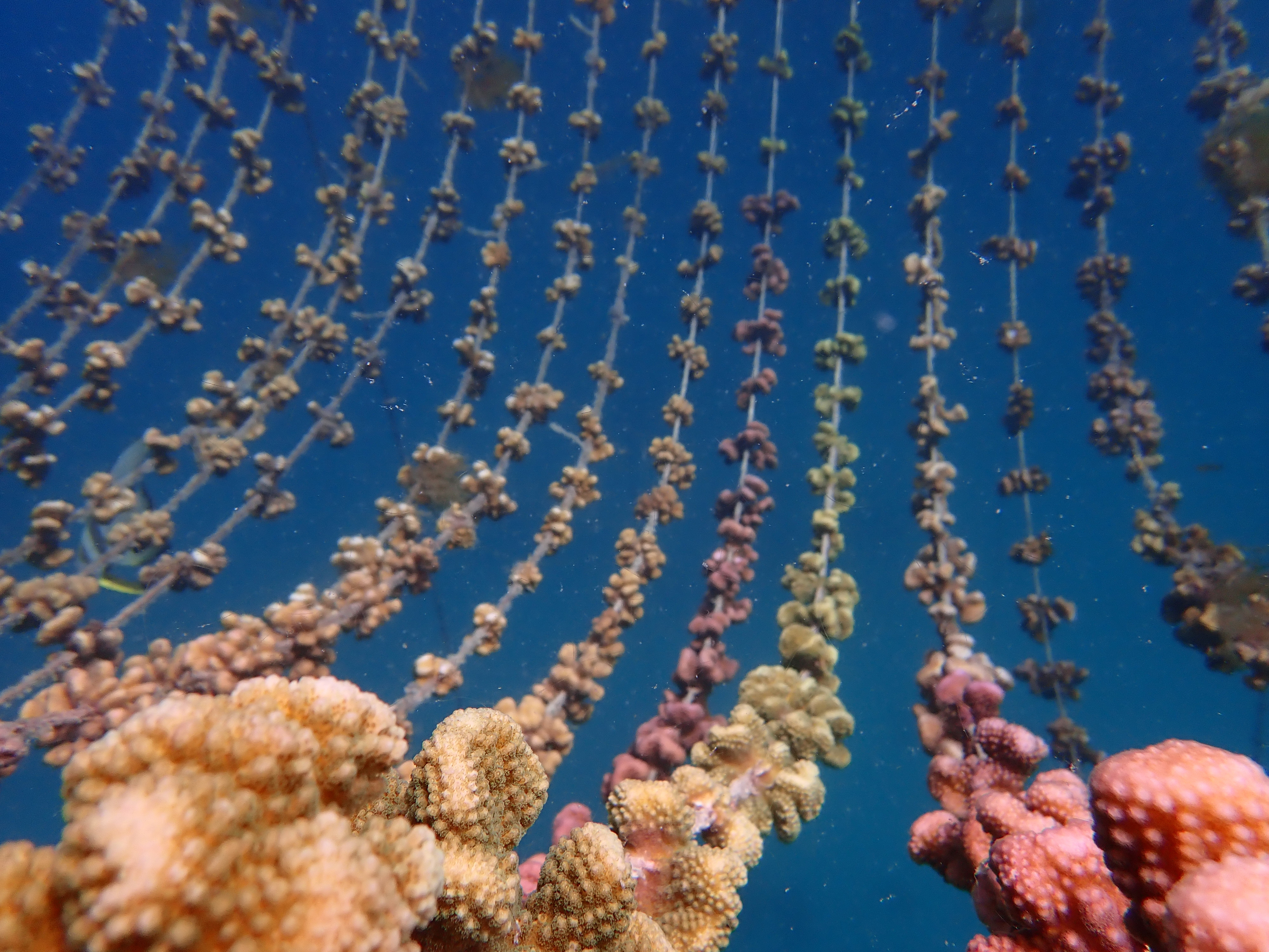 Coral Nursery in Seychelles