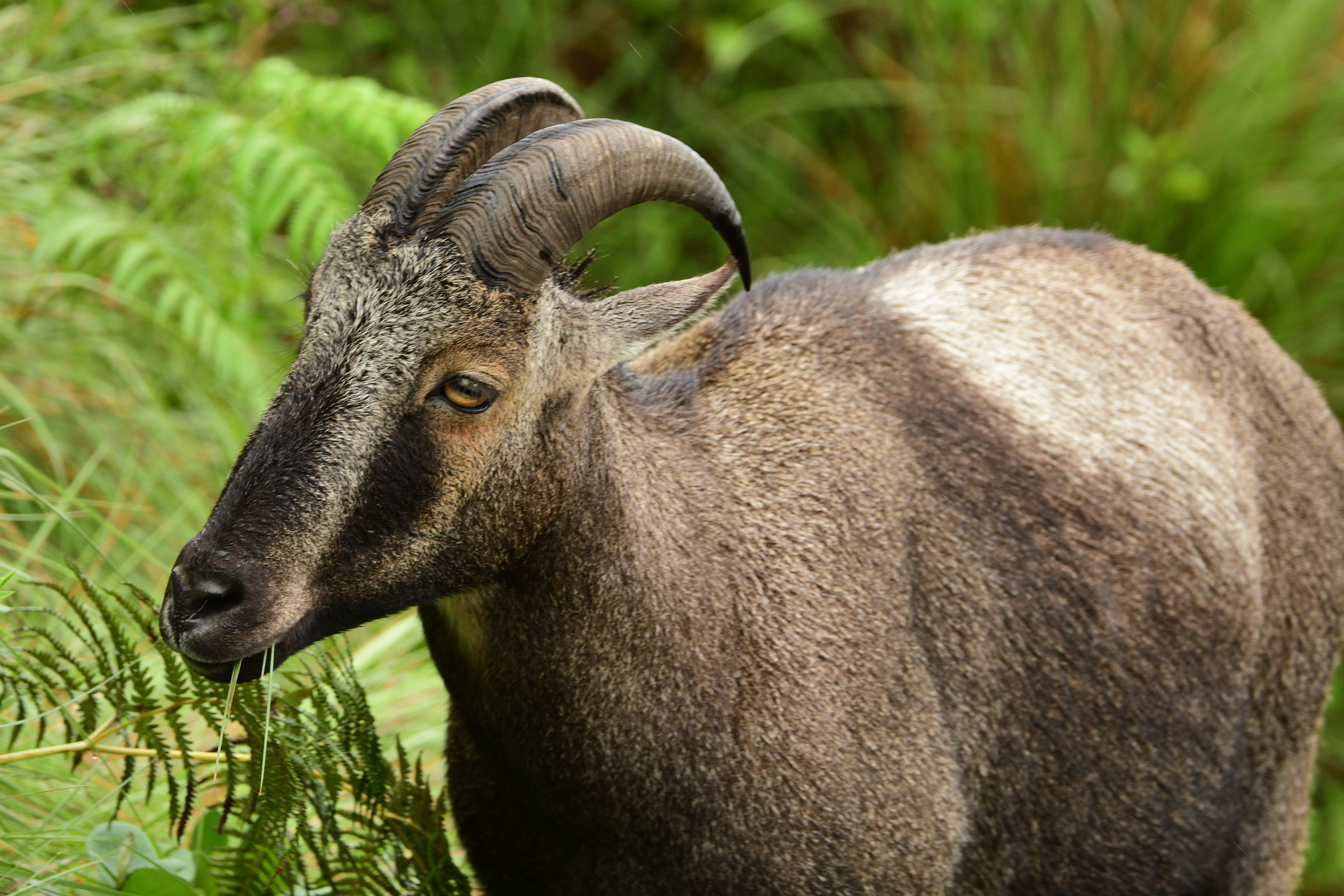 Nilgiri Tahrs are found only in the high-altitude grasslands of Western Ghats. Today, they are endangered due to the loss of habitat.