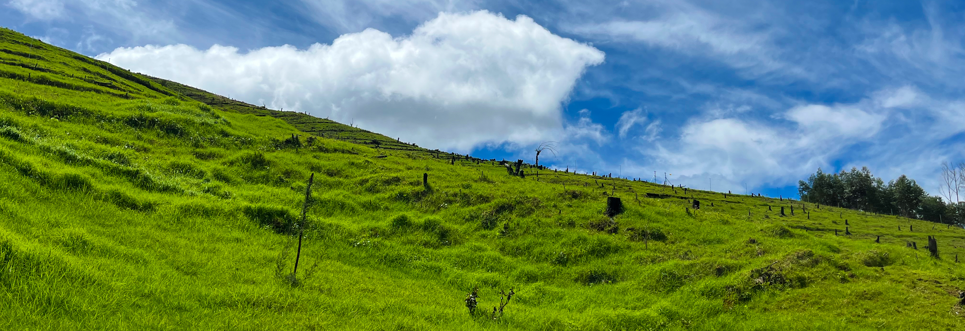 Shola grassland ecosystems are found in high-altitude mountain ranges of the Western Ghats in India above 1,000 meters 