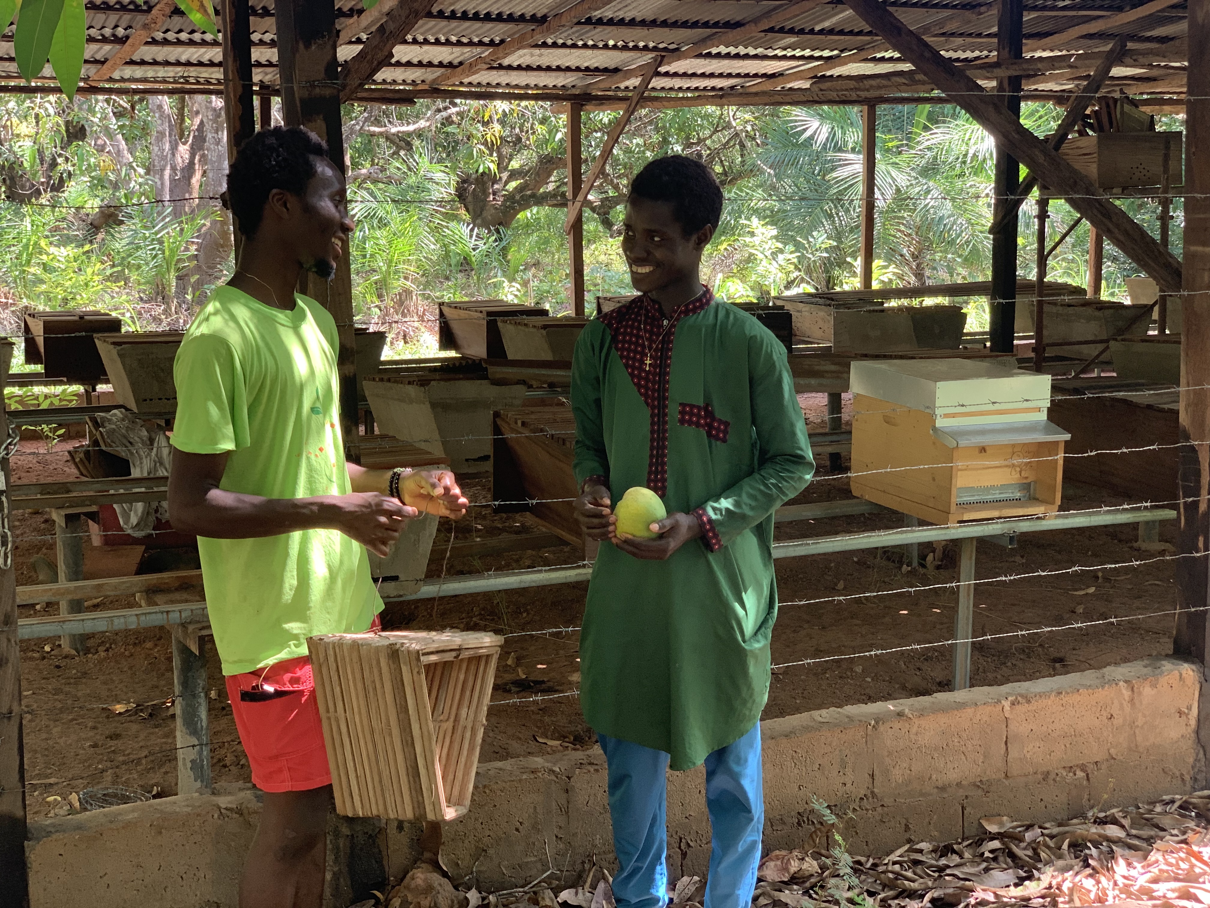 Jovens produtores de mel de mangal na Guiné-Bissau