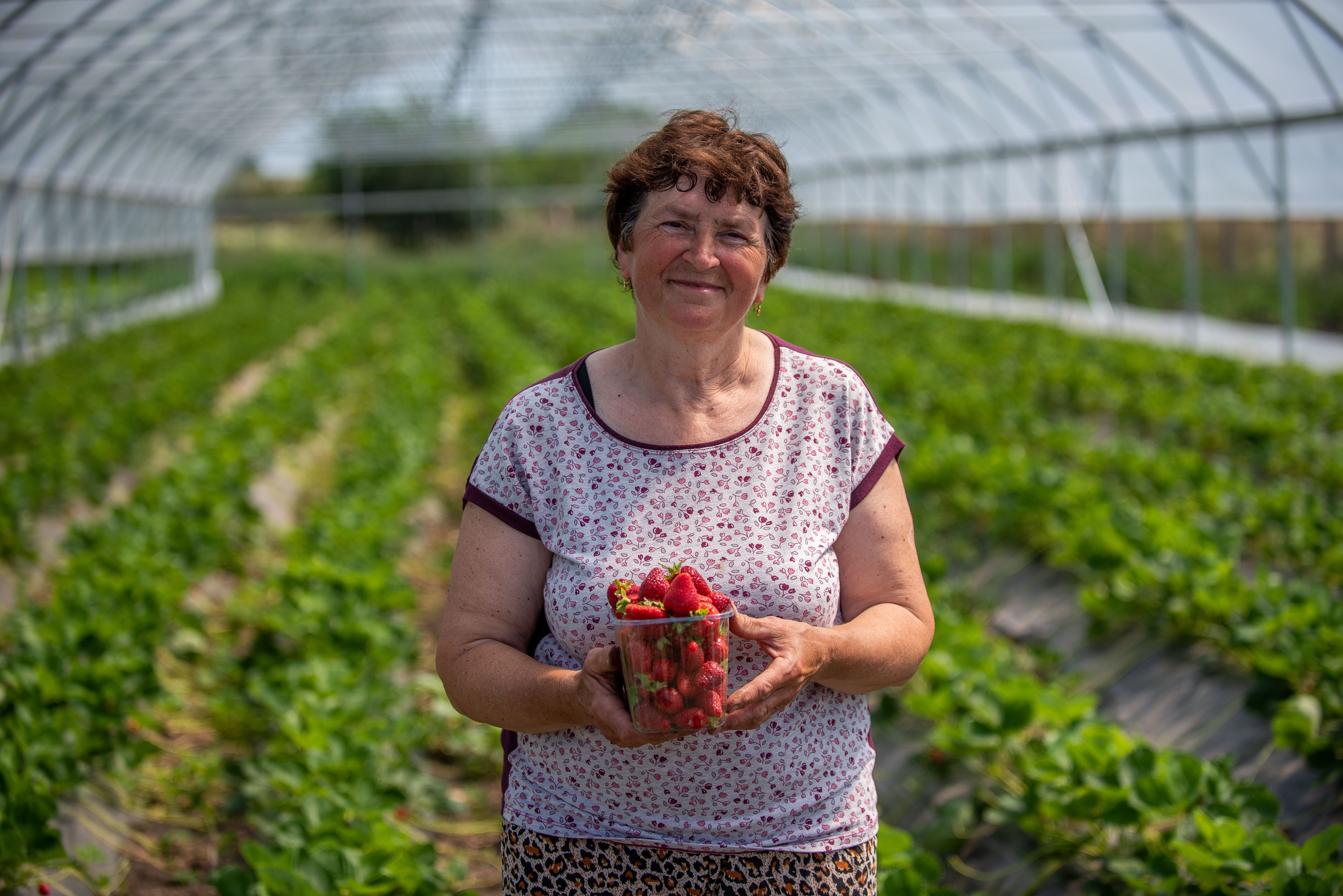 Afacere rezilientă la schimbări climatice: la Parcani, căpșunele se vând ca pâinea caldă