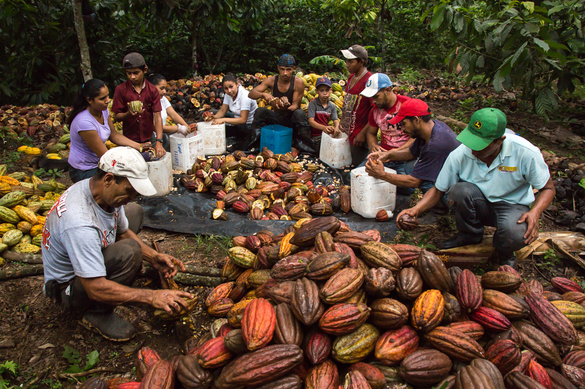 men sorting cocoa beans