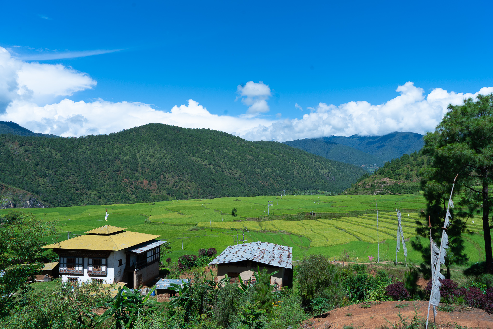 undp-bhutan-rice-fields-17-sept-2022
