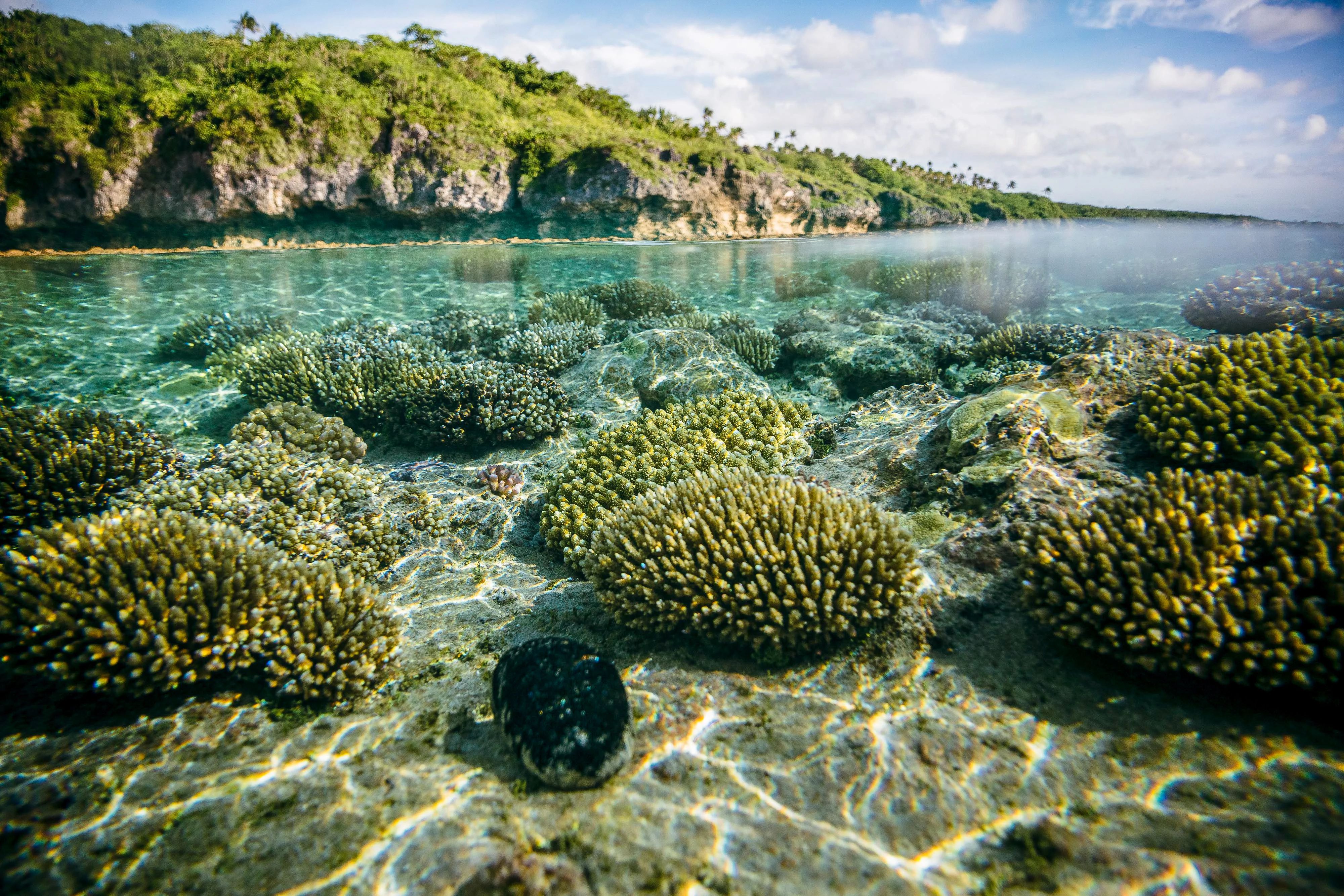 Coral conservation UNDP Niue