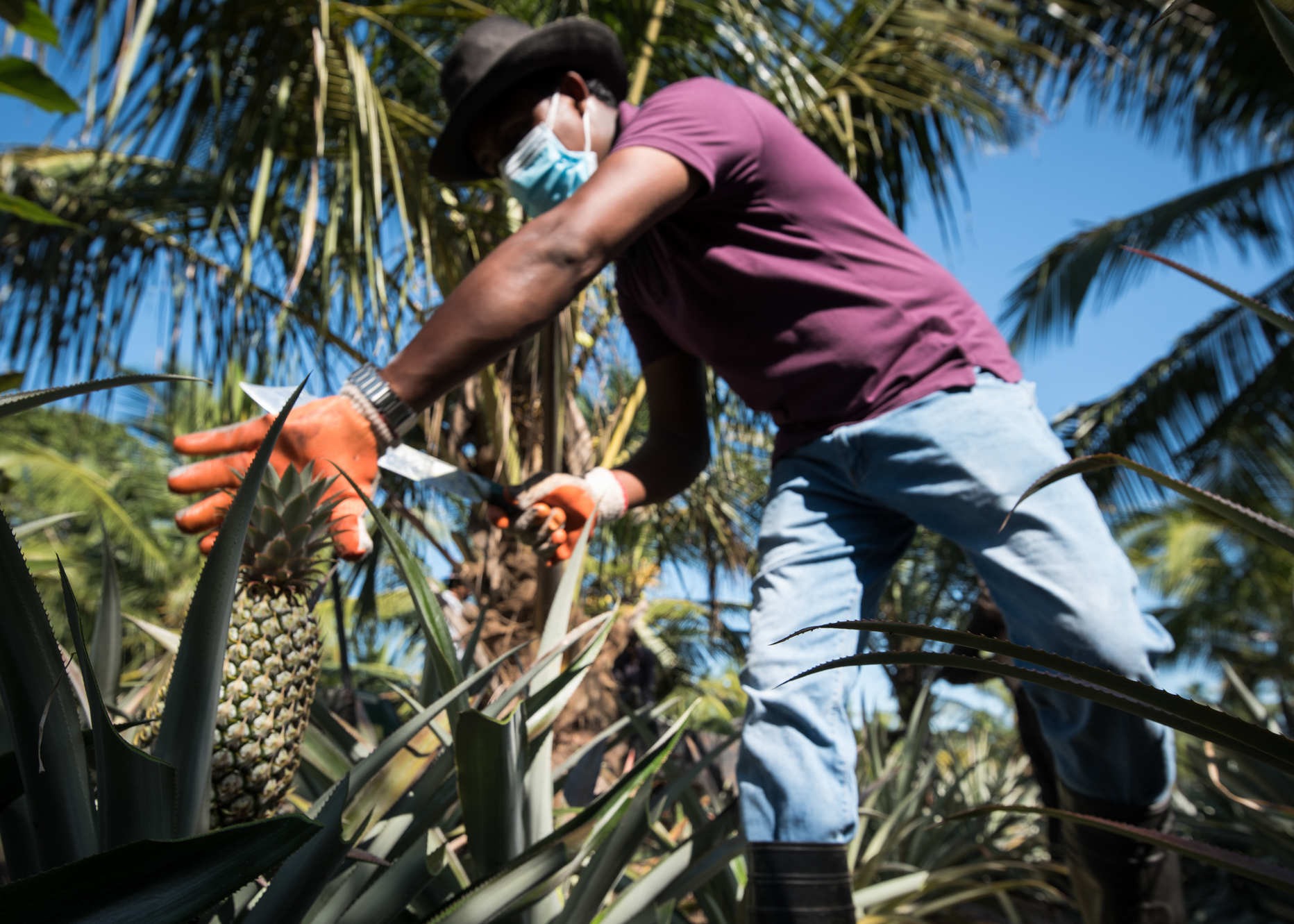 A farmer harvests pineapples in Sri Lanka.