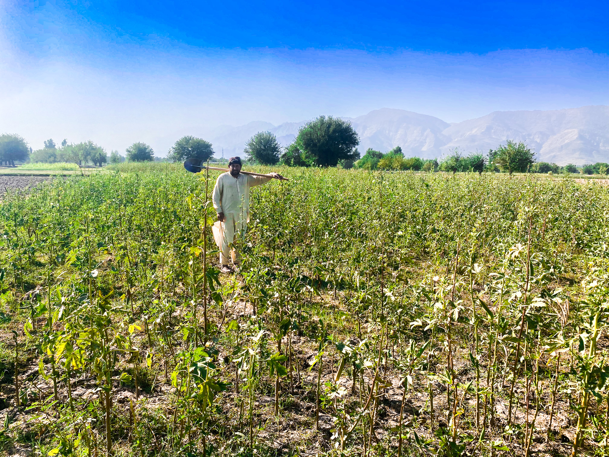 Abdul Wakeel standing on his Okra fields in Eastern province of Nangarhar  