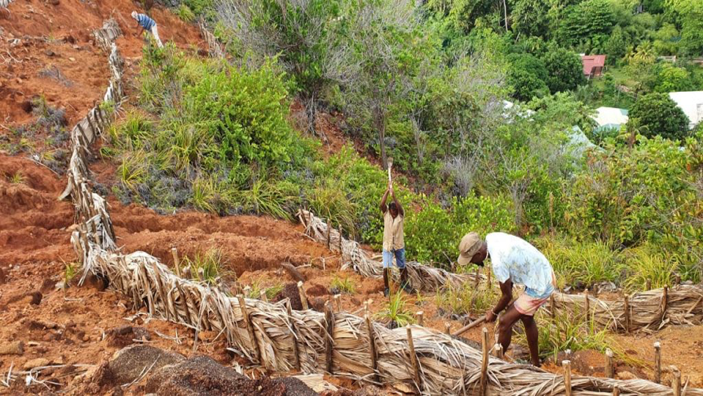Replanting trees in areas affected by soil erosion and forest fires in Seychelles