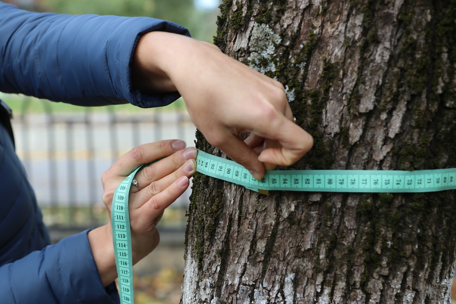 Tree measurments 