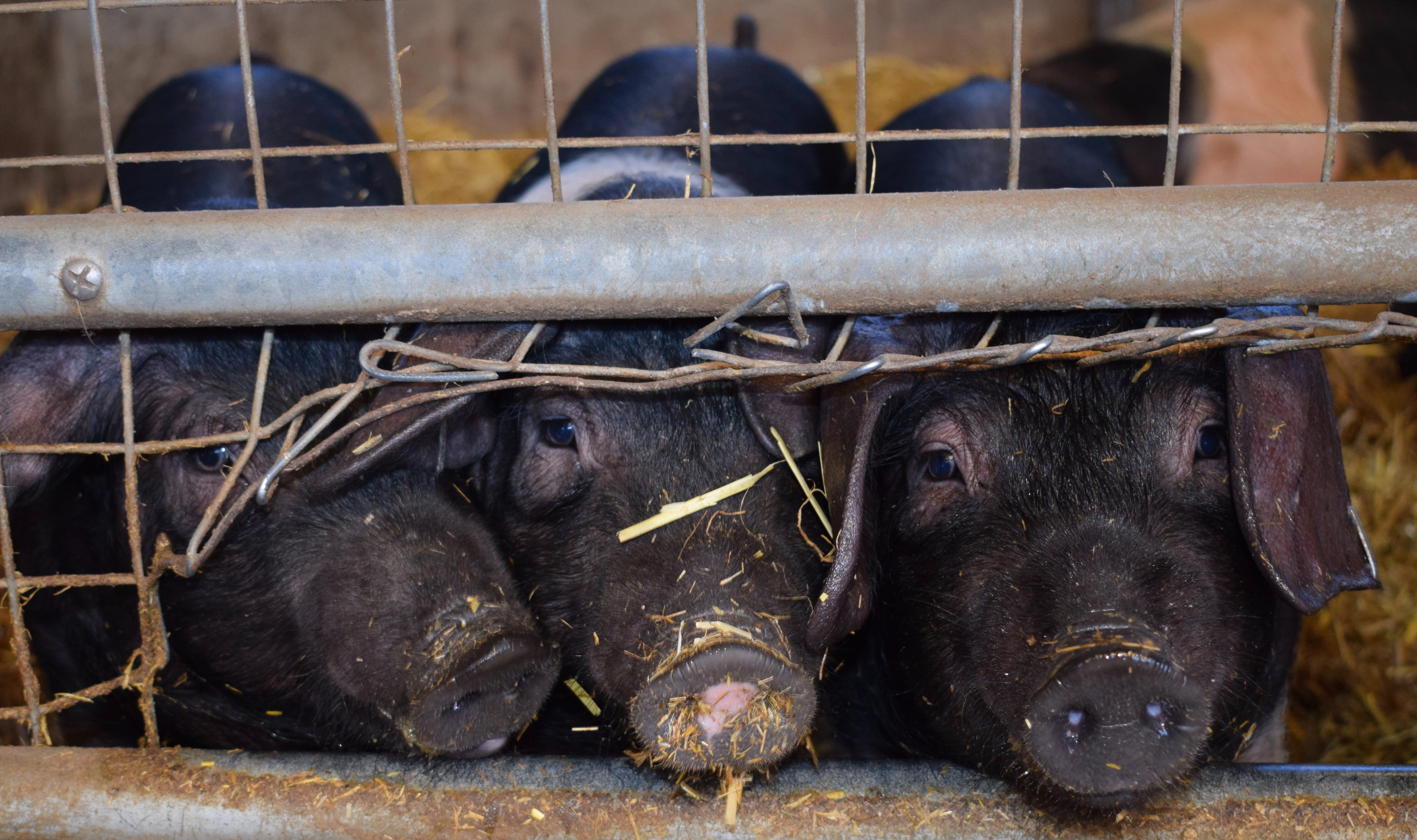 Black pigs