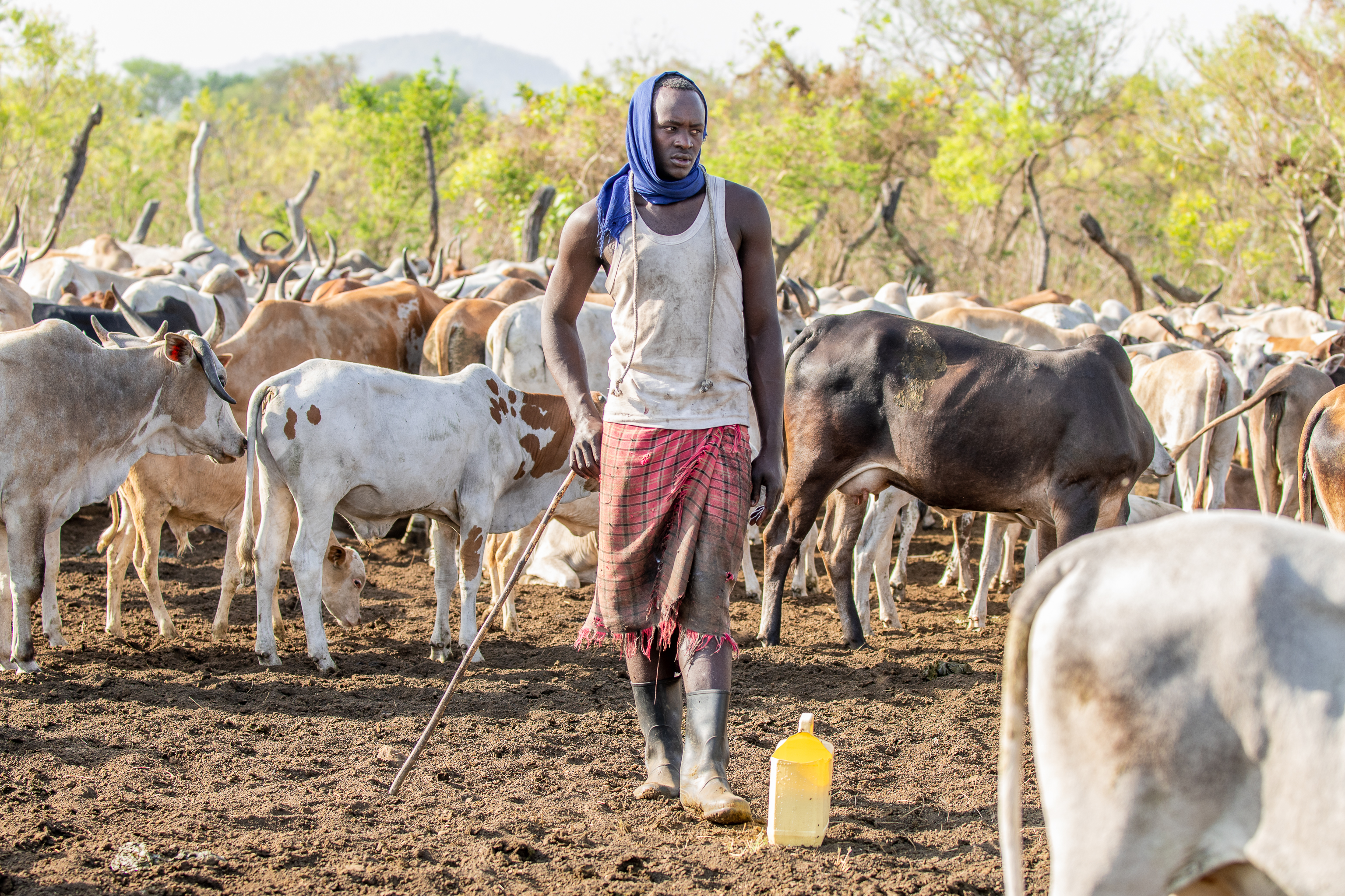 Herds boy tending cattle at the kraal, Nimule, South Sudan
