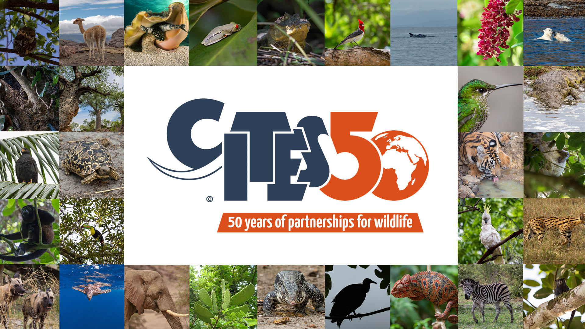 Celebrating 50 years of CITES conserving the world's wild animals and  plants on World Wildlife Day 2023 | United Nations Development Programme