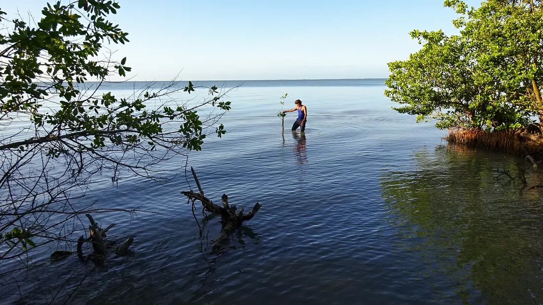 A man plants mangroves along the coast of Cuba.