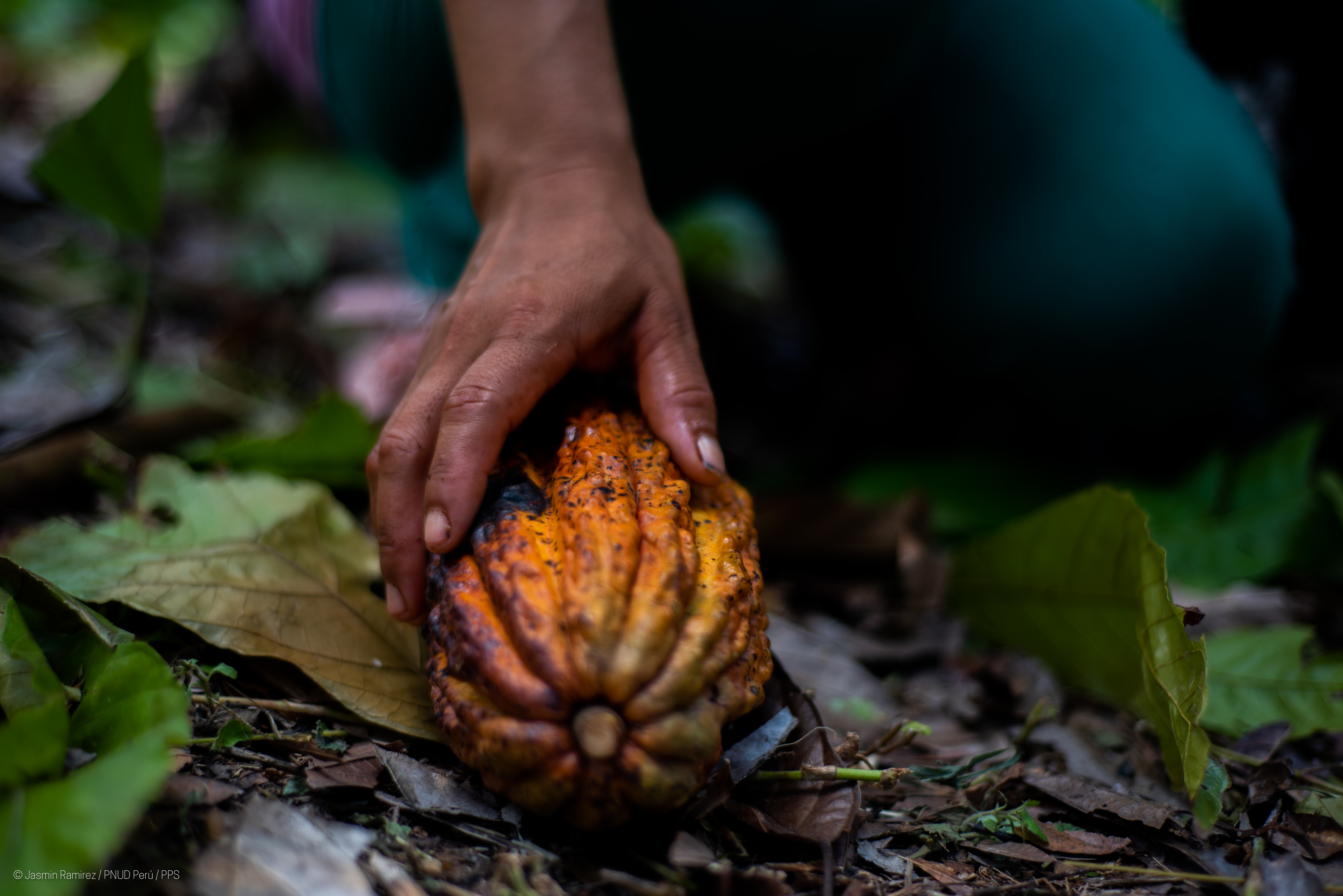 Una mano recogiendo un fruto de cacao