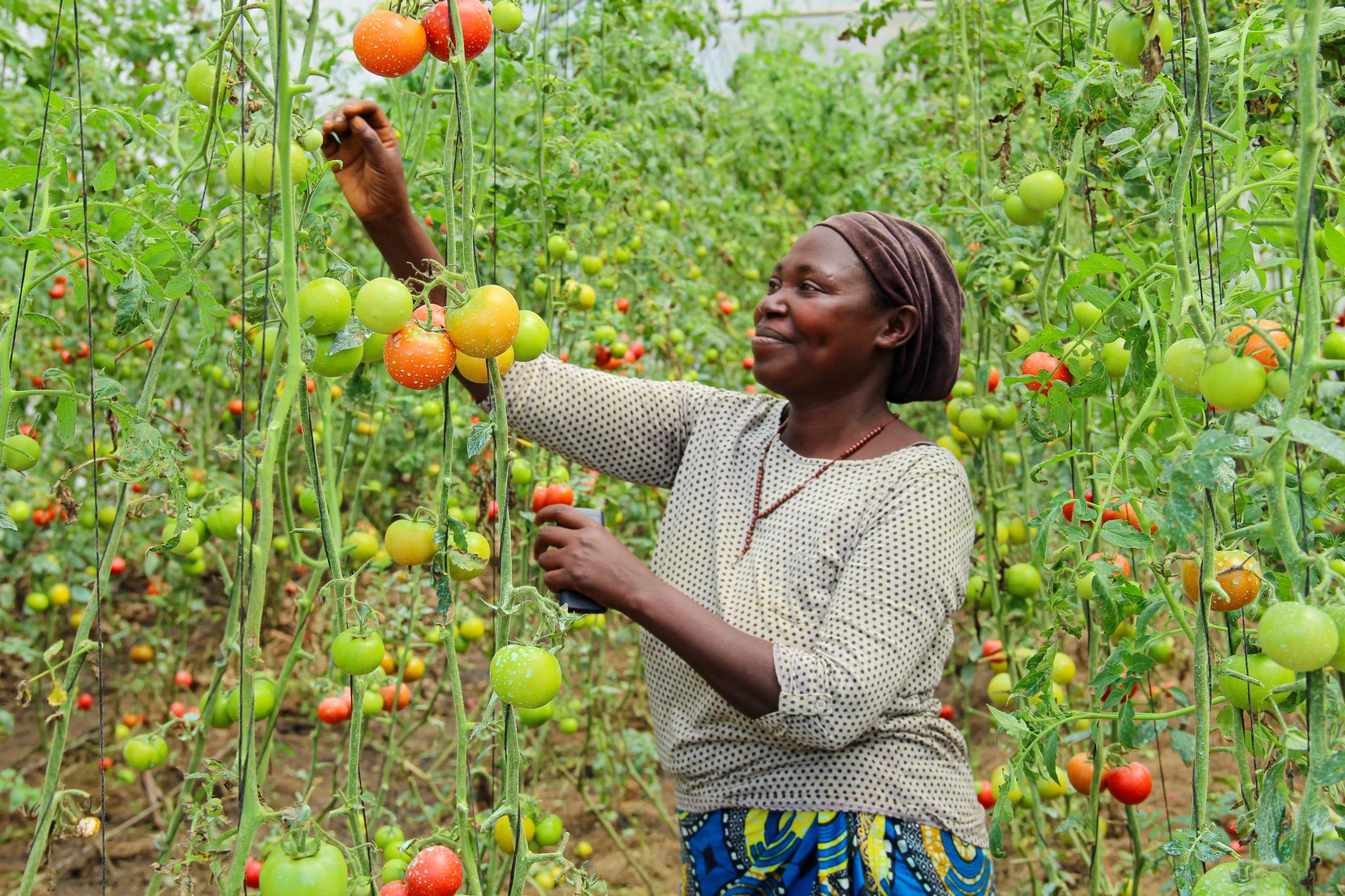 UNDP Uganda - Greenhouse singles