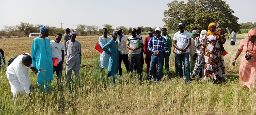 Groupe d'hommes et de femmes dans un champ de blé