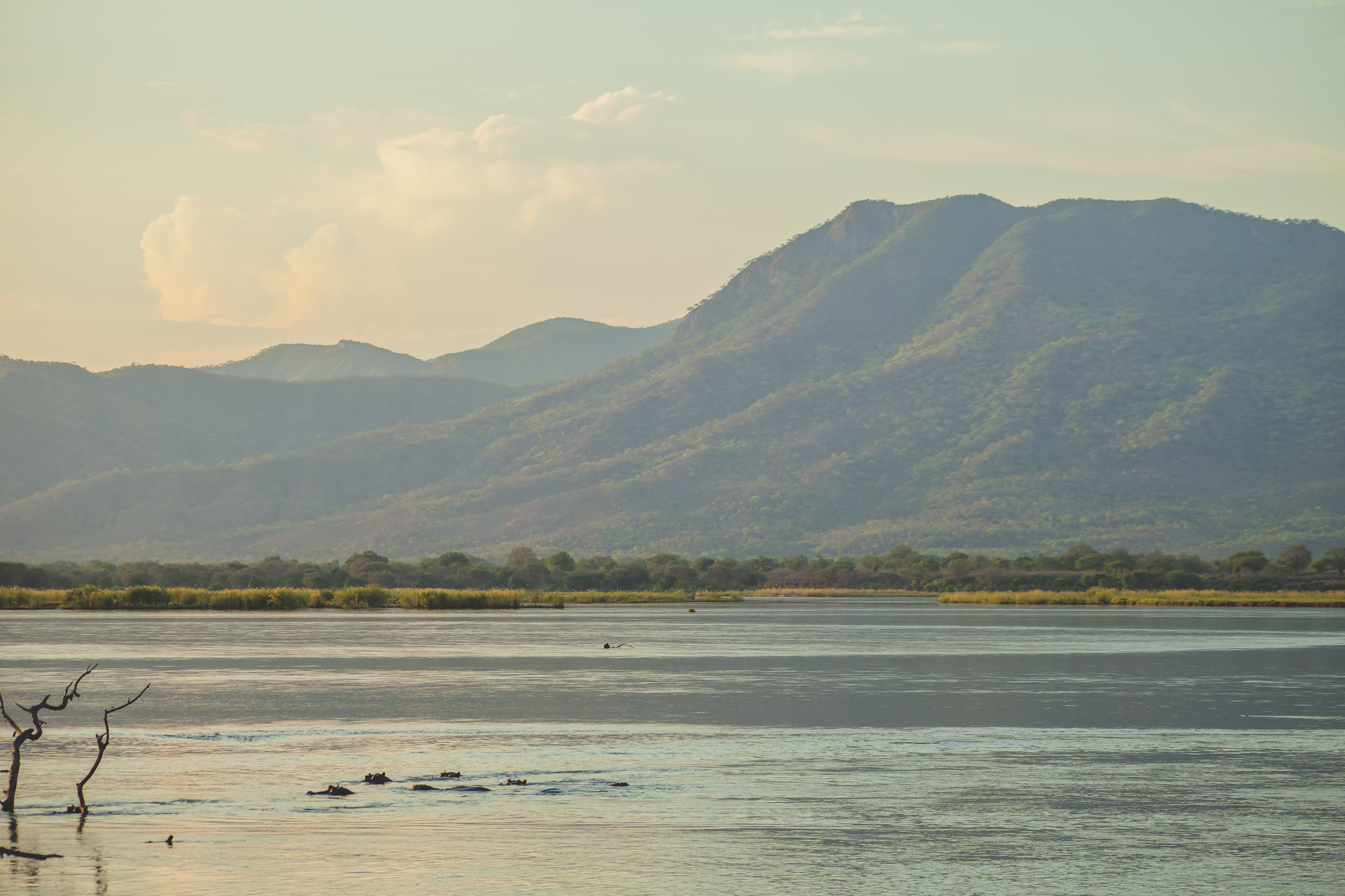 Hippos in Mana Pools