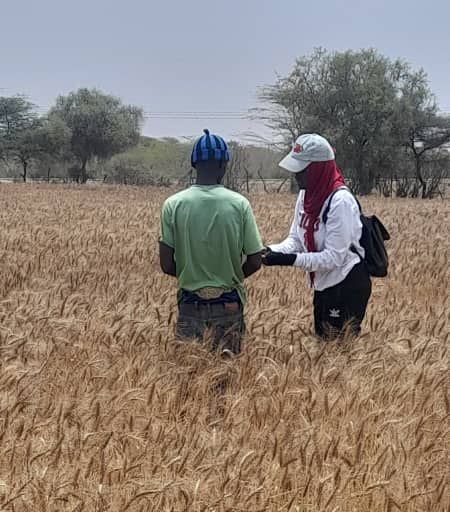 un homme et une femme dans un champ de blé