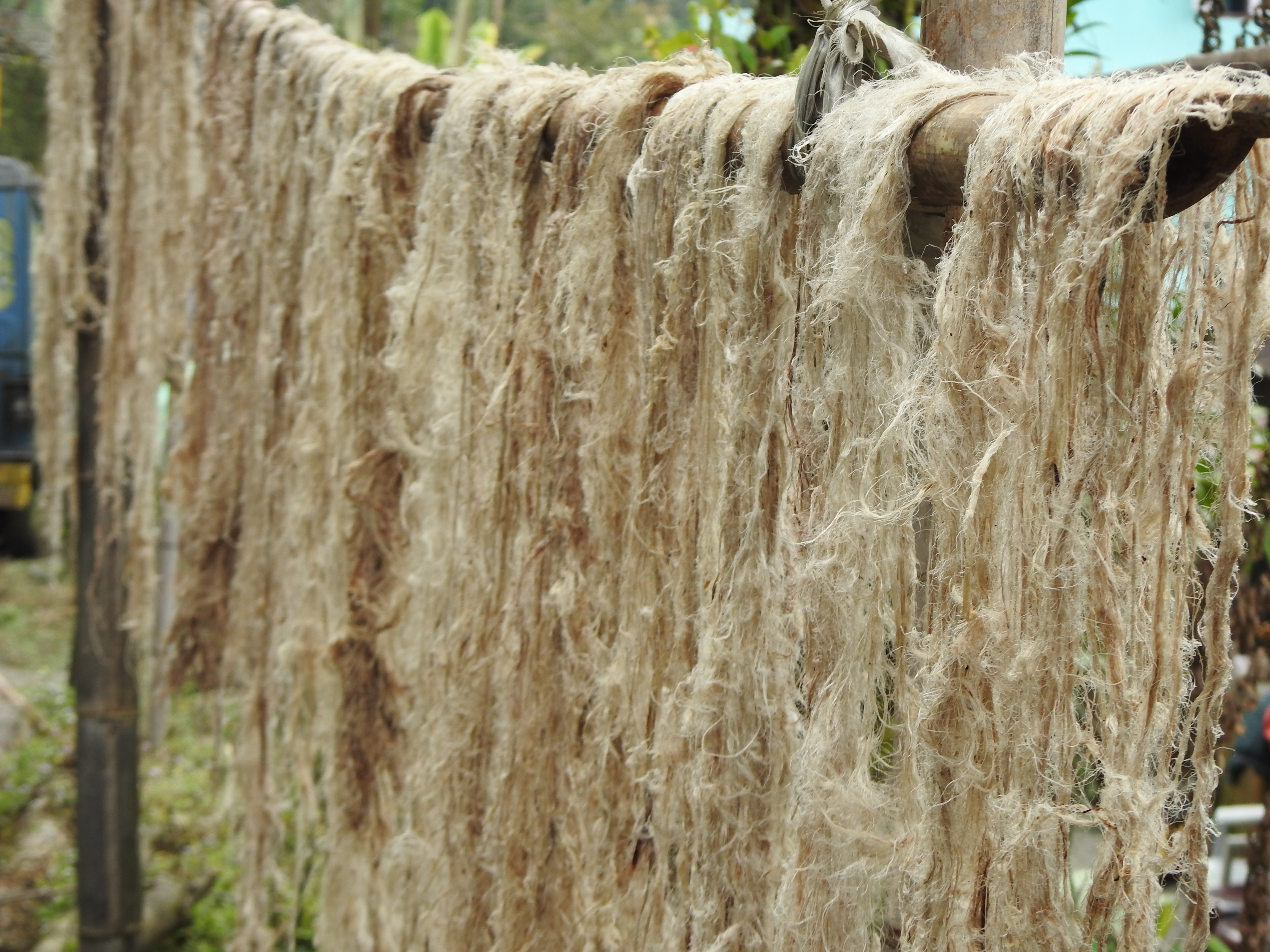 Nettle fibre drying