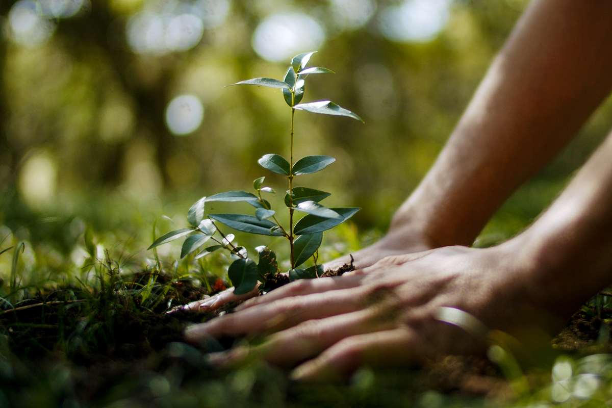 Fotos de manos plantando árbol nativo en Uruguay