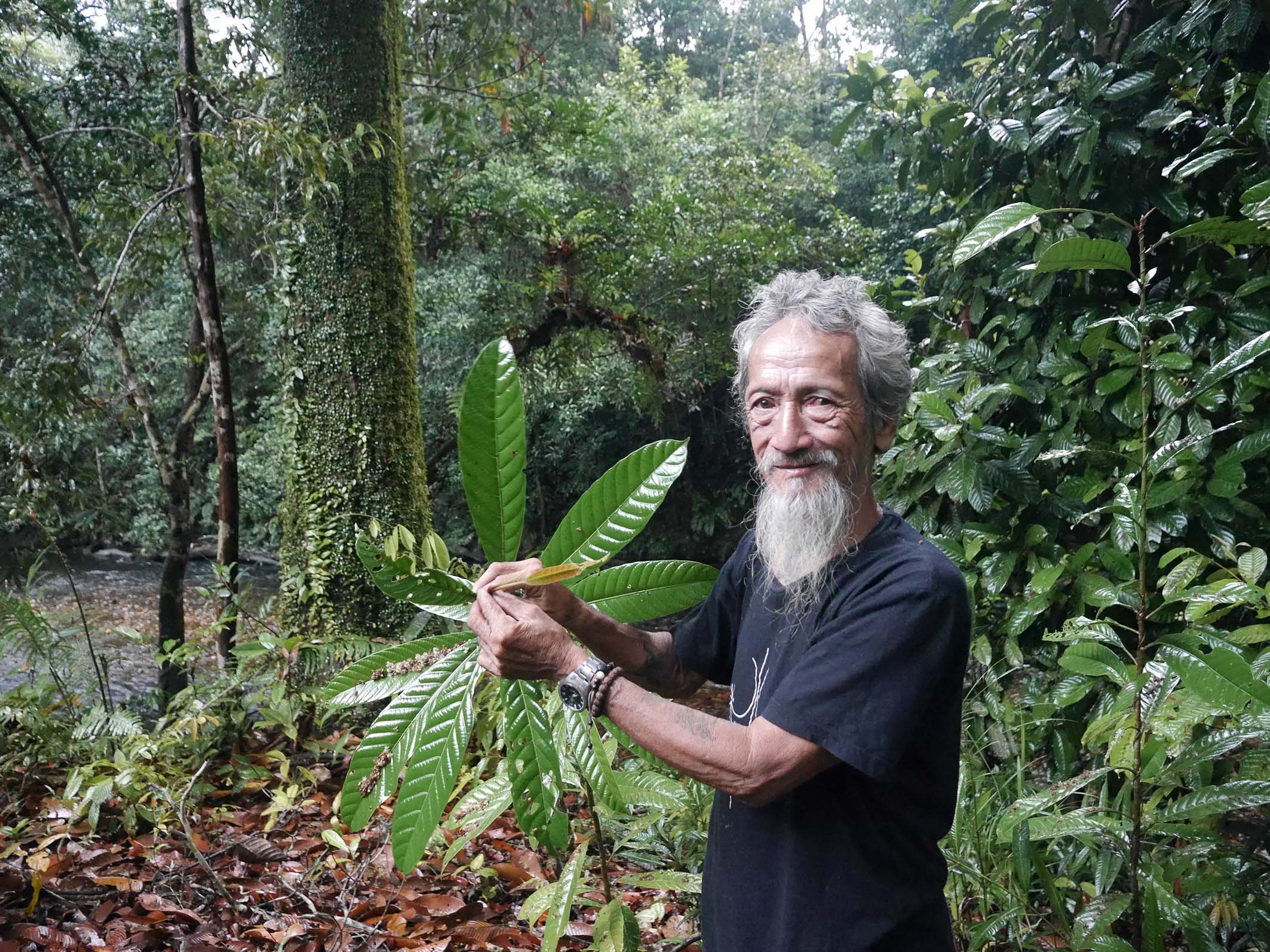 Man with beard holds plant in forest