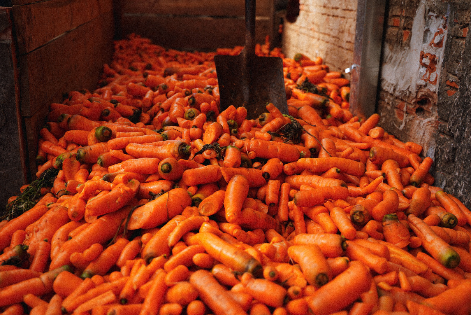 Mr. Carrot - Ganadores de Moirū