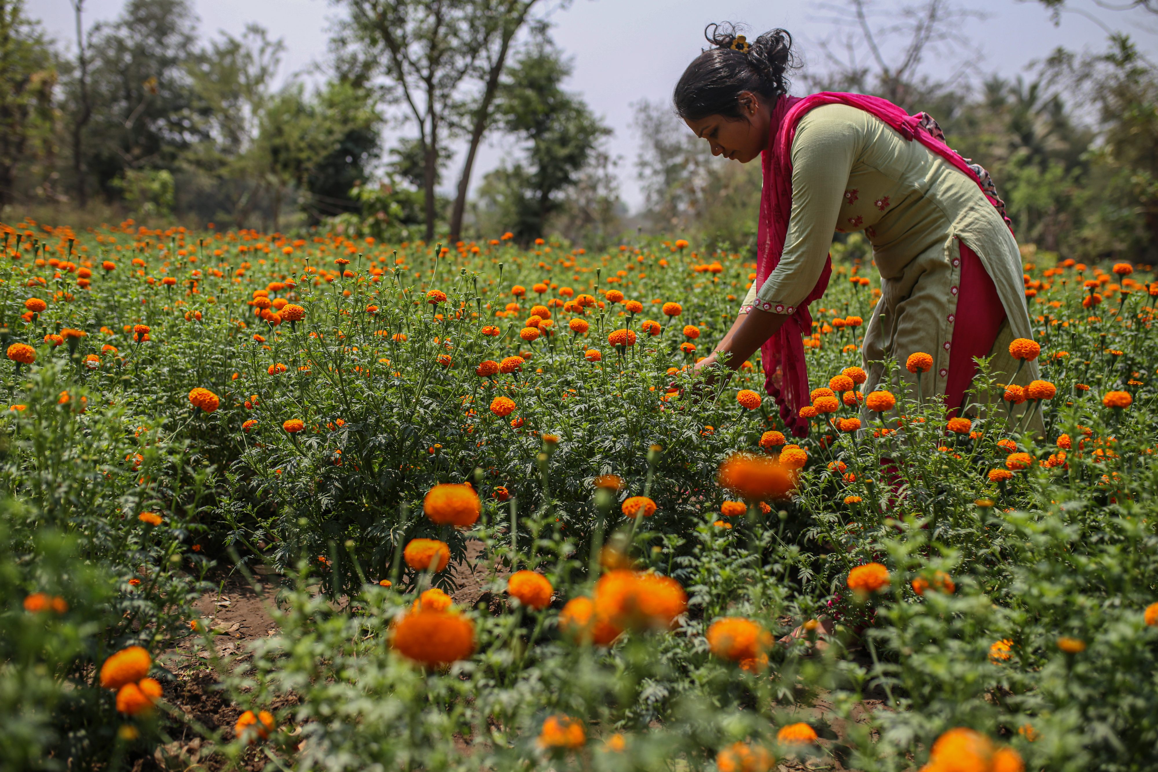 A woman picking orange flowers in a green field