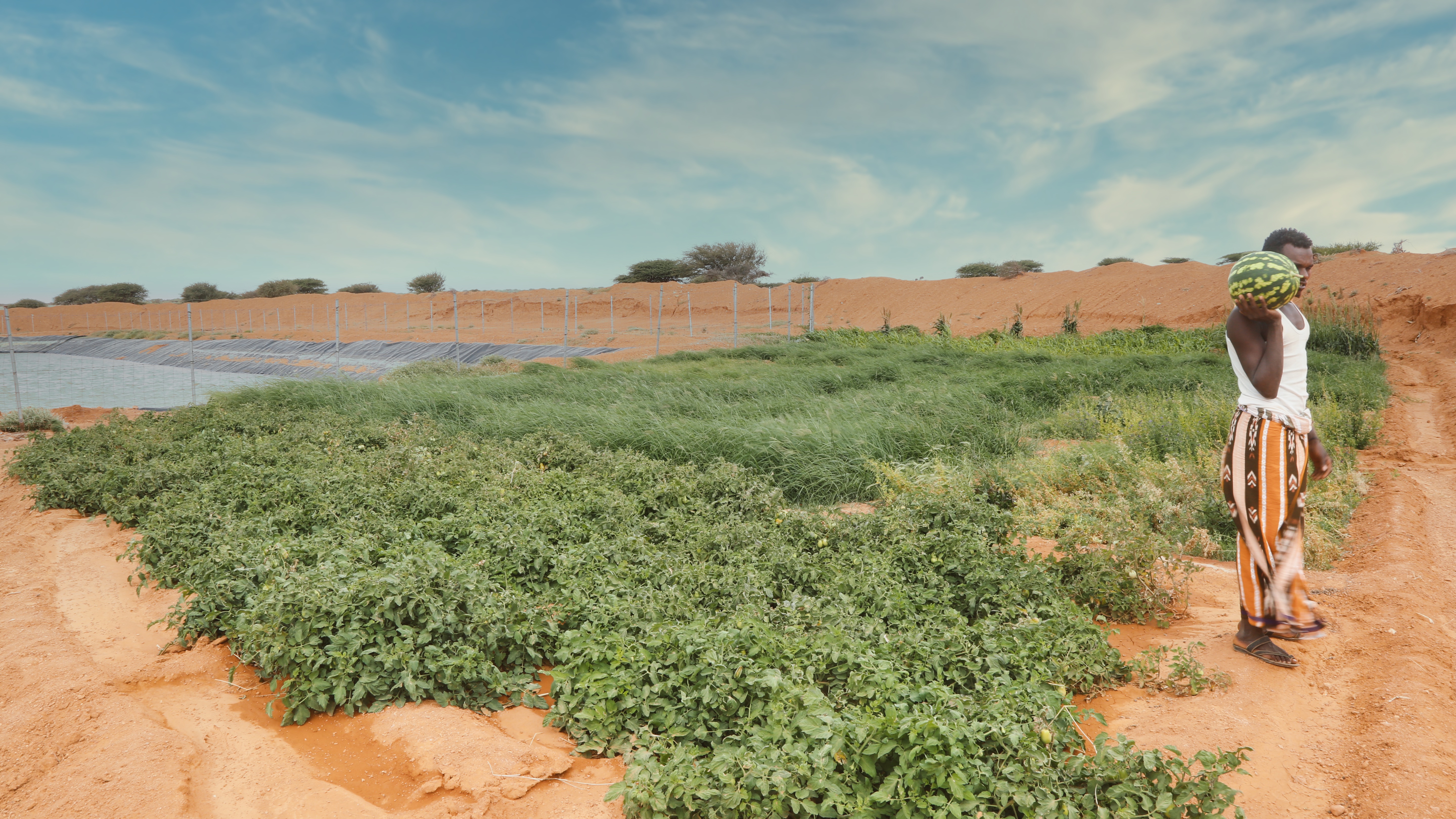 Somali farmer grows watermelons in Puntland