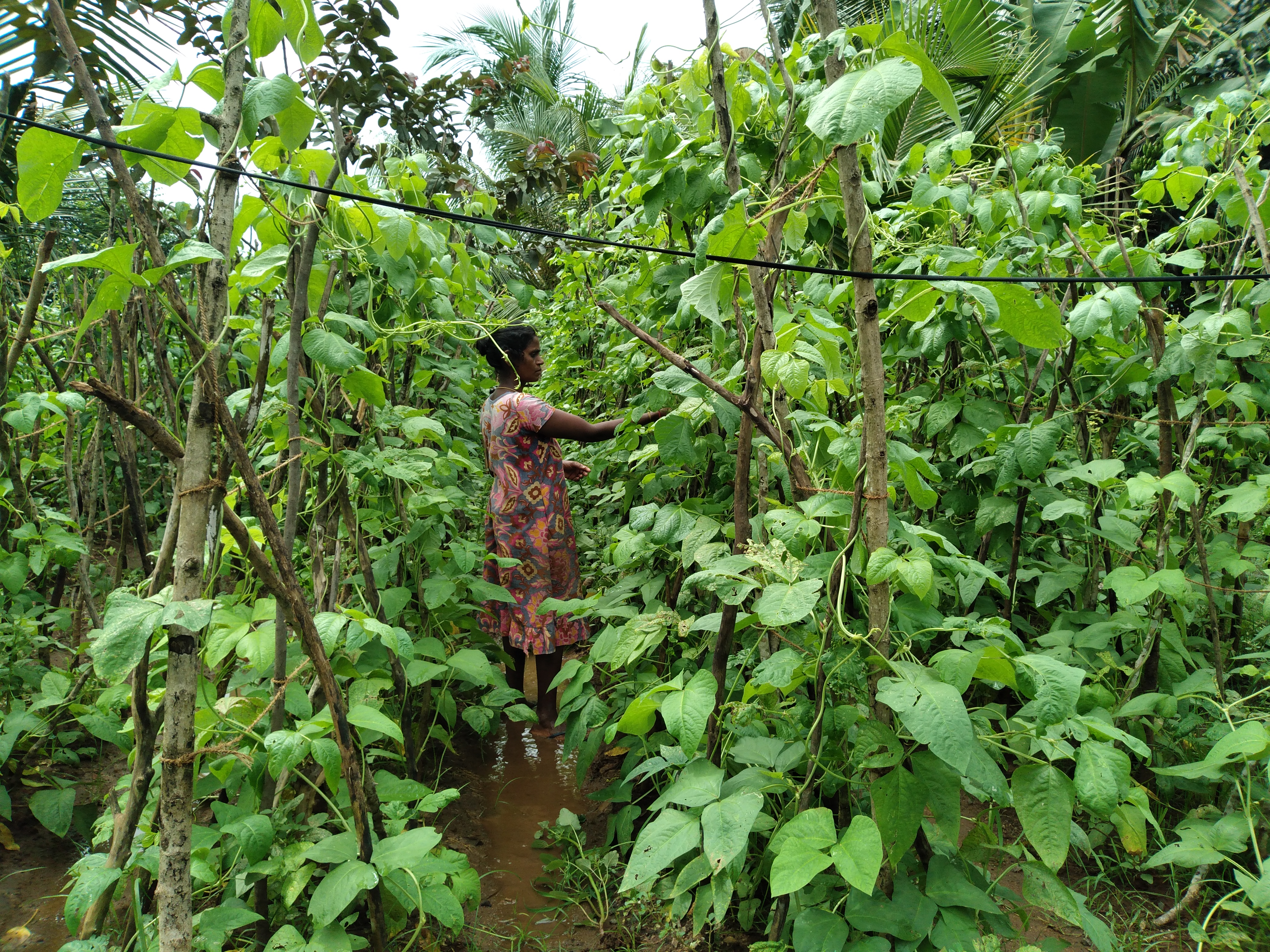 Luxmi in her plantation