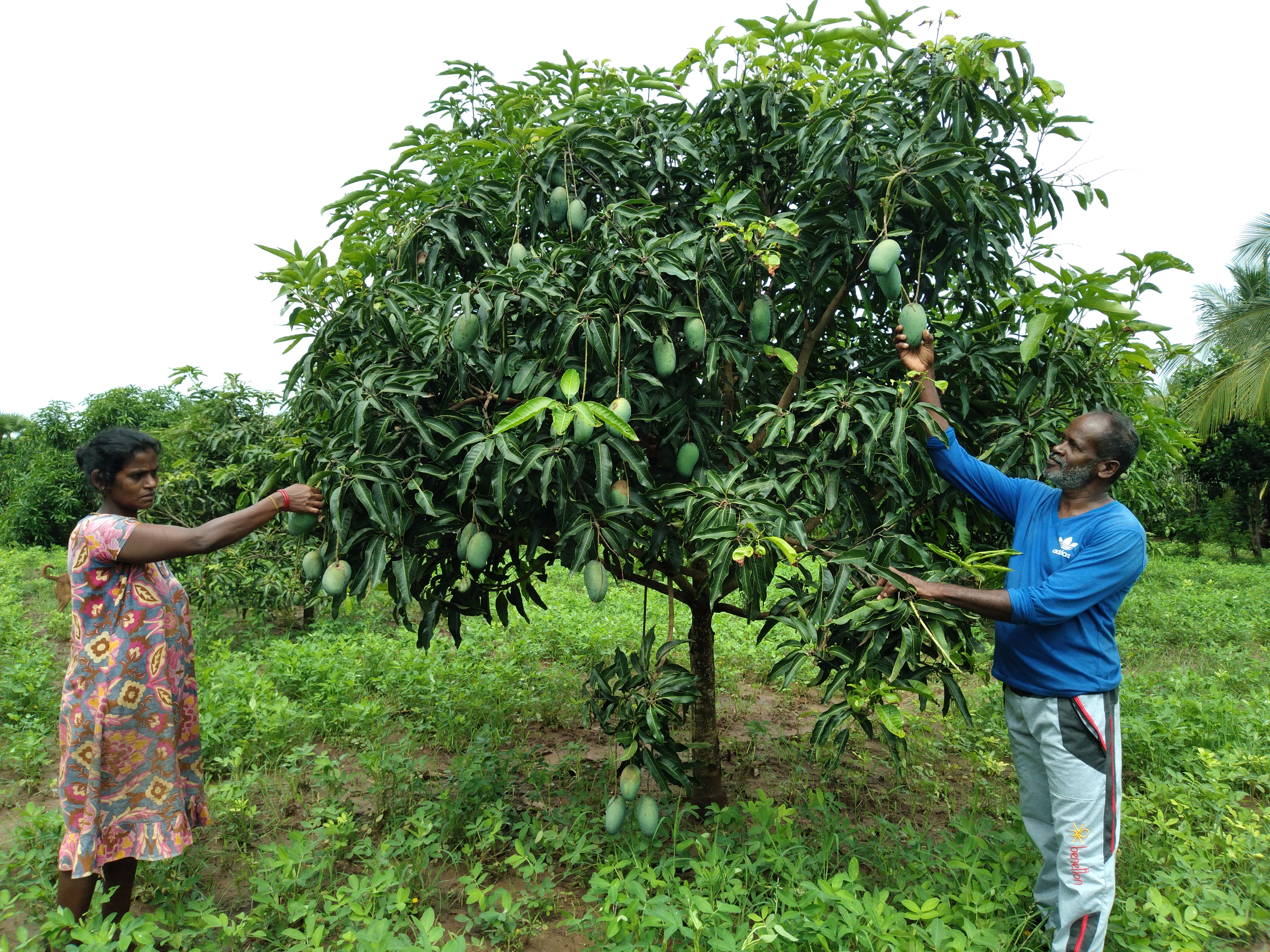 Woman and man plucking mangoes