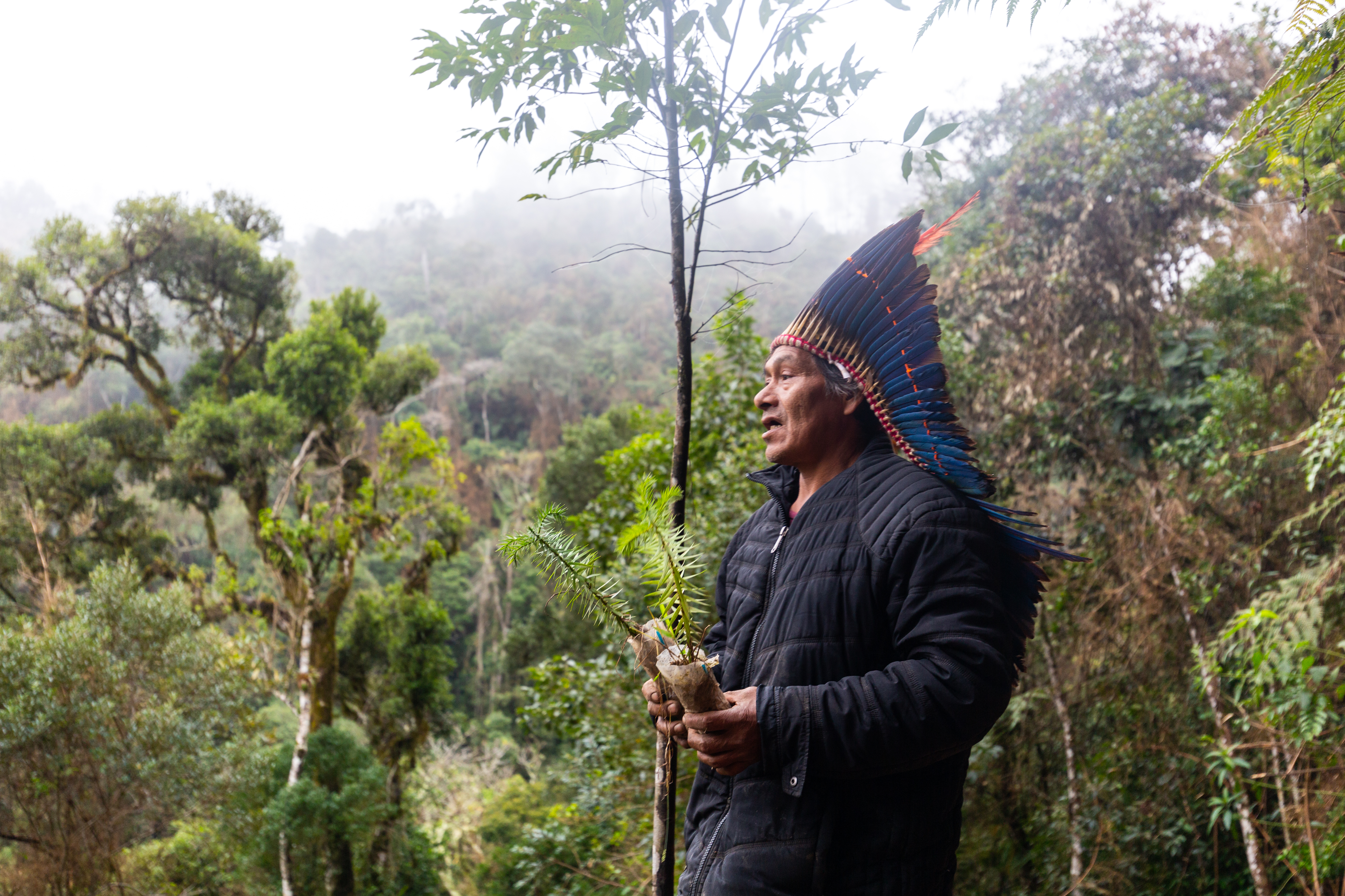 Indigenous man in rainforest