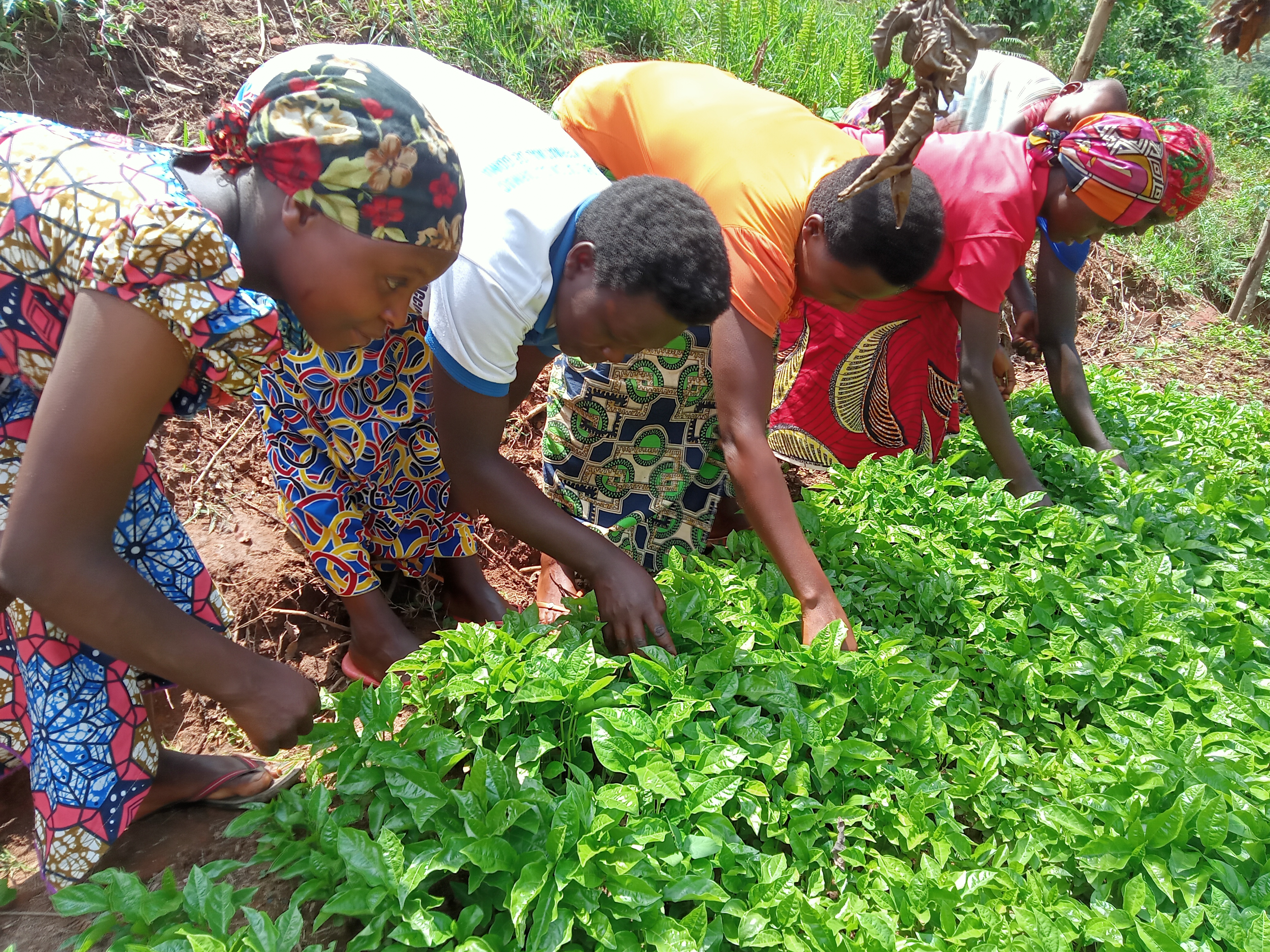 Women bending over green crop
