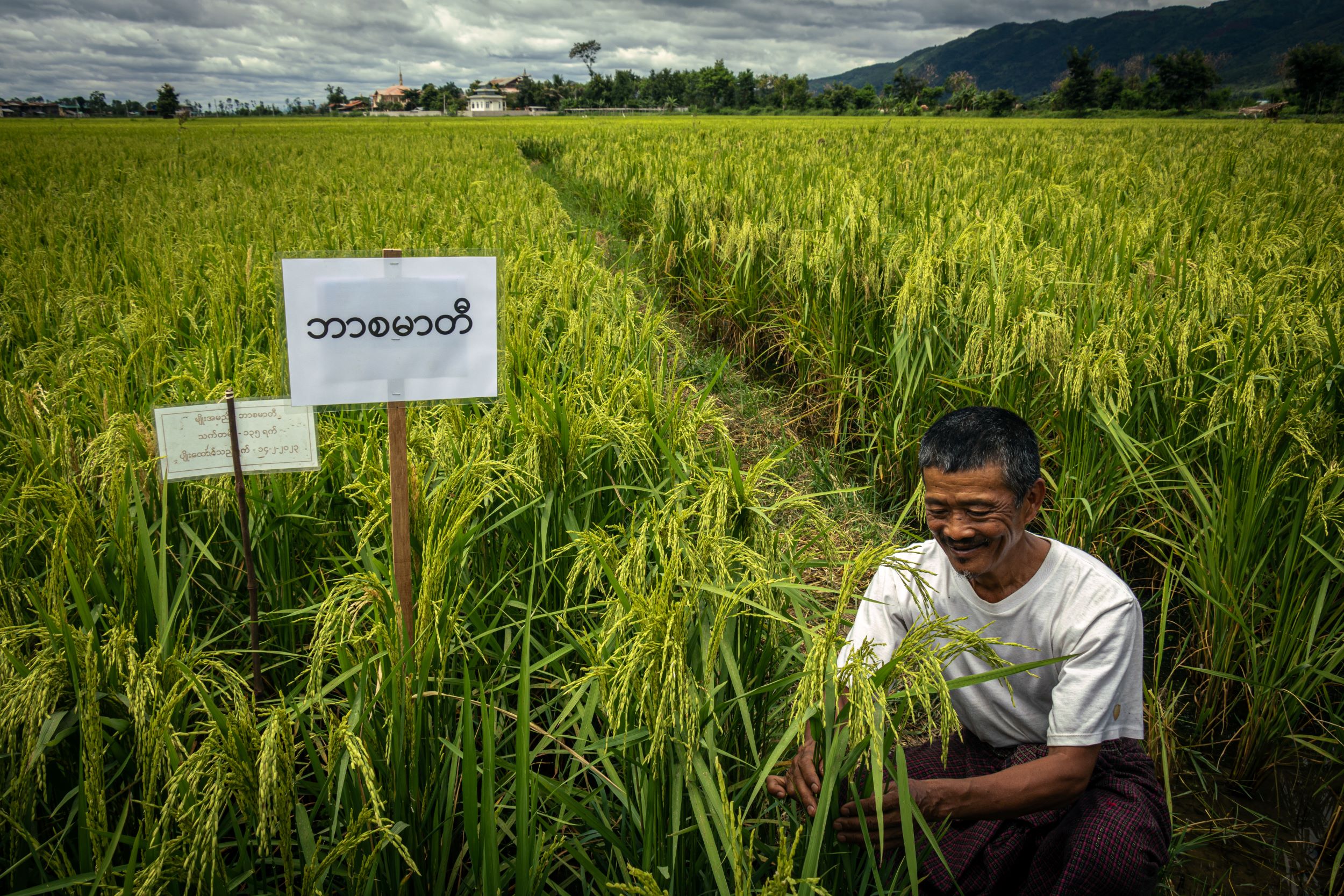 A man looks through a rice paddy field in Shan State