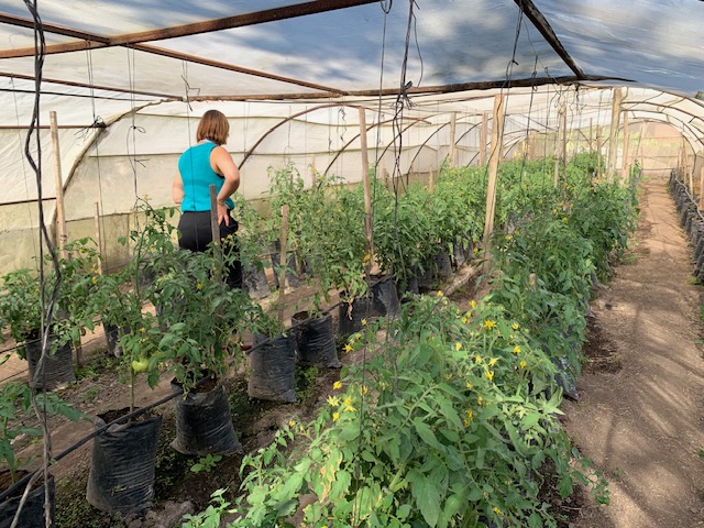 Woman in blue shirt stands amongst tomato plants in greenhouse