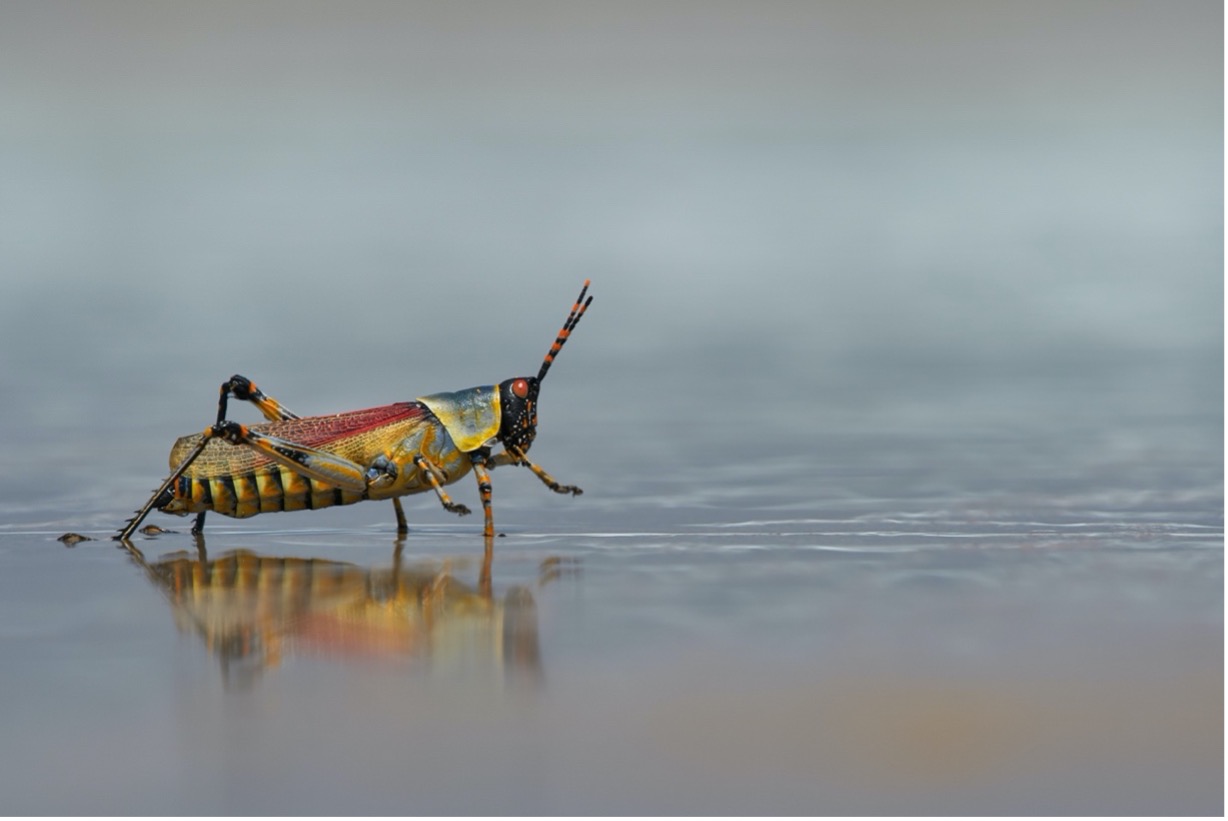Image of an elegant grasshopper.